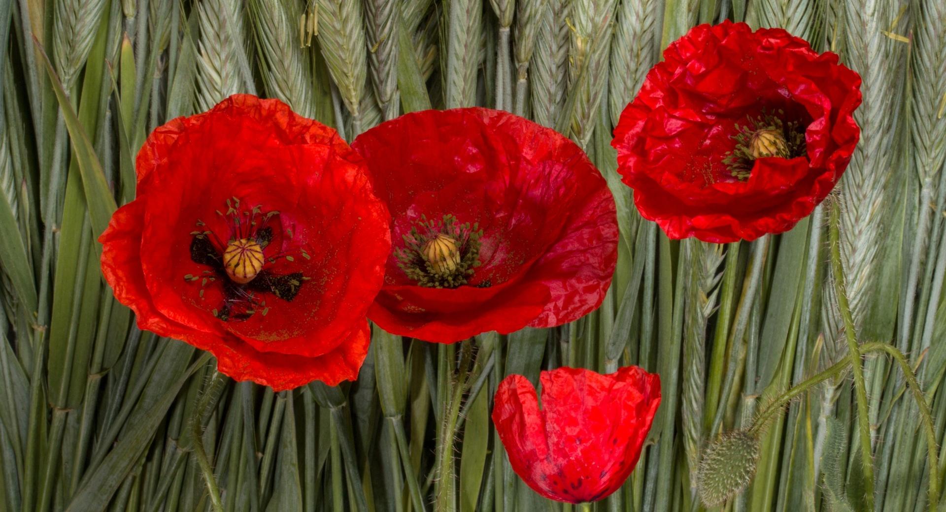 Poppy Flowers at 1280 x 960 size wallpapers HD quality