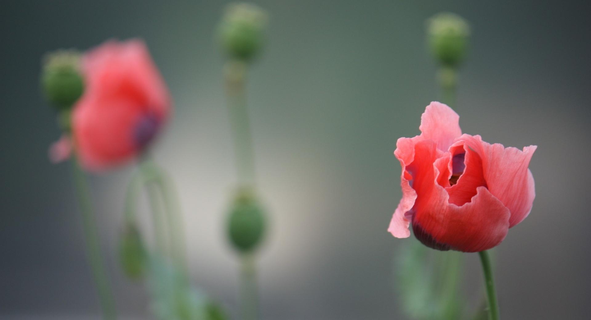 Poppy Photography wallpapers HD quality
