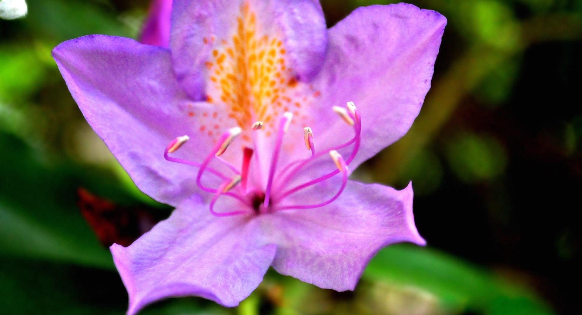 Purple Flower In The Backyard at 1152 x 864 size wallpapers HD quality