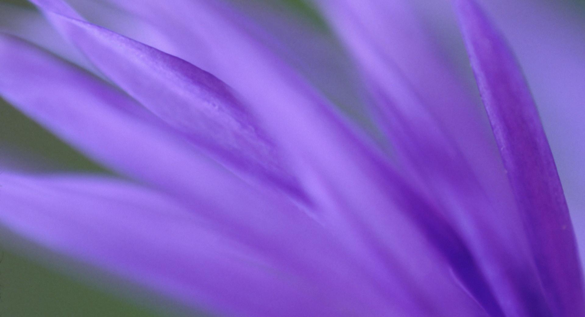Purple Frond wallpapers HD quality