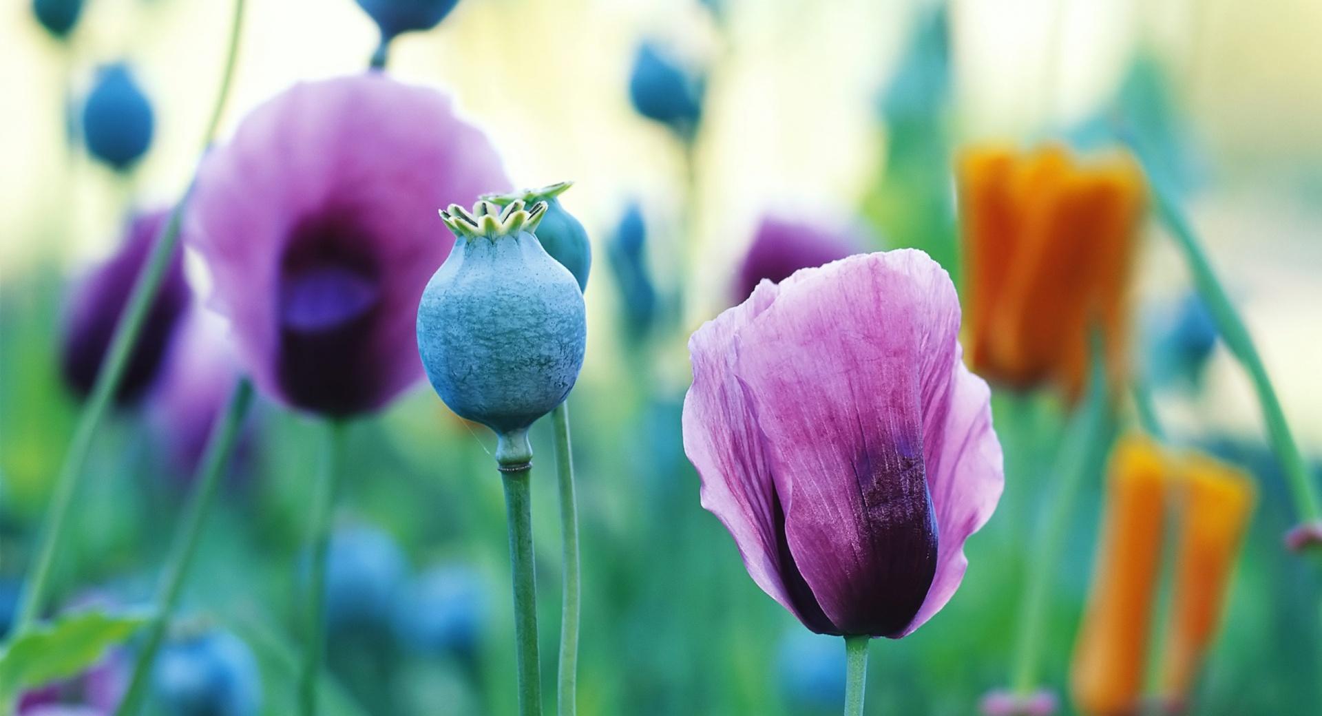 Purple Poppies at 640 x 1136 iPhone 5 size wallpapers HD quality