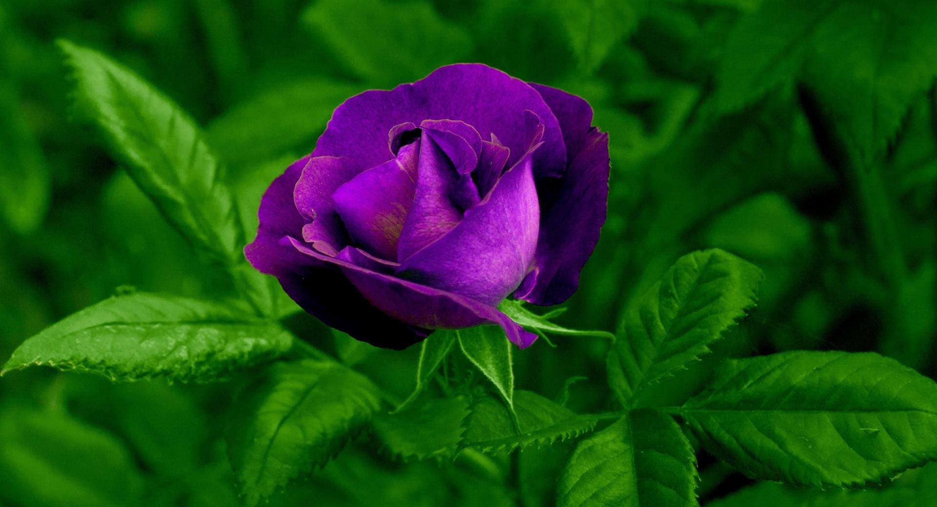 Purple Rose wallpapers HD quality
