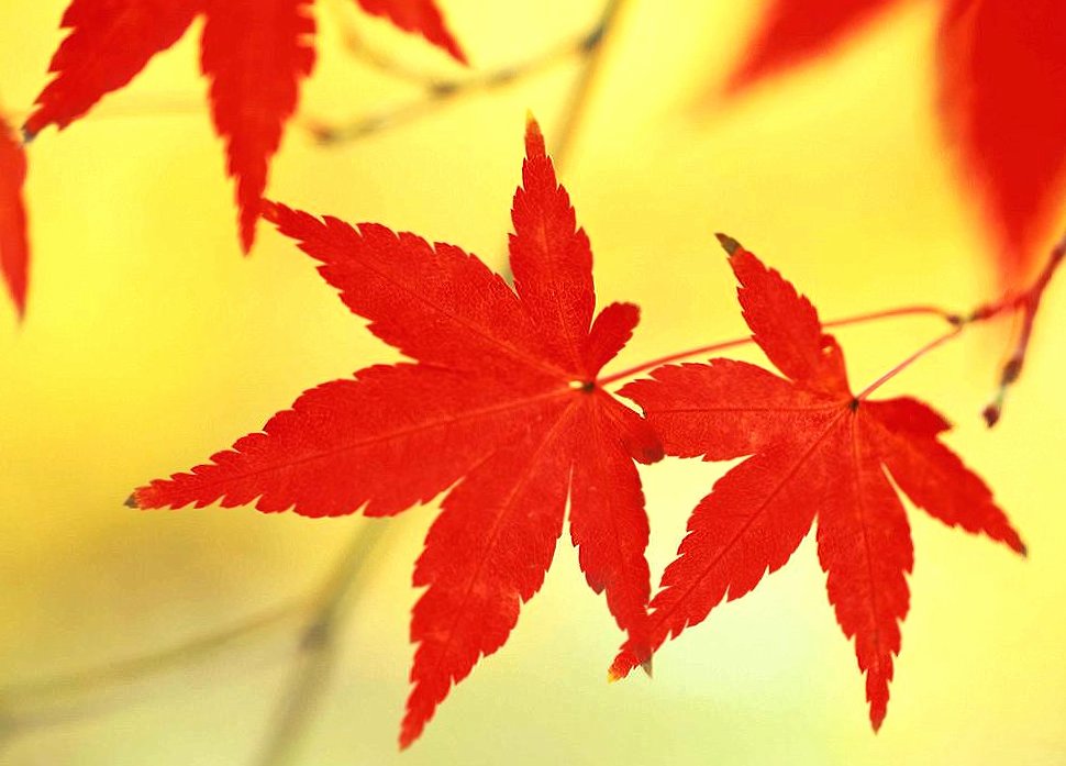 Re maple leaves at 320 x 480 iPhone size wallpapers HD quality