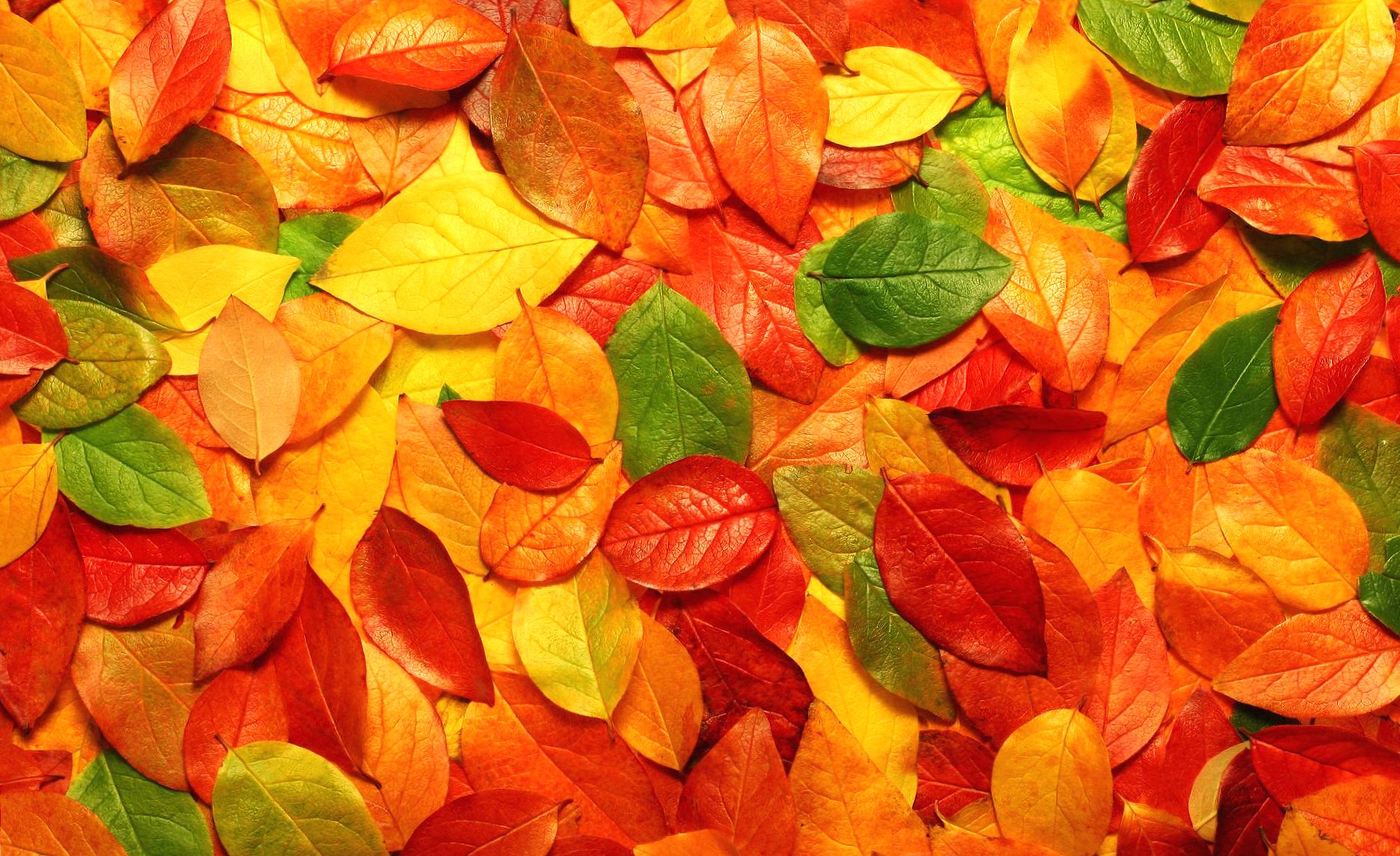 Red and orange leaves wallpapers HD quality