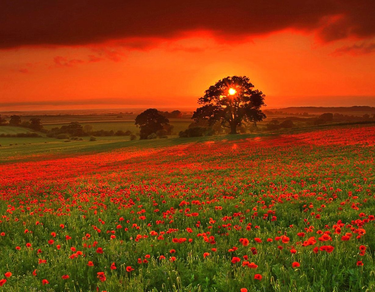 Red flowers in red sunset wallpapers HD quality