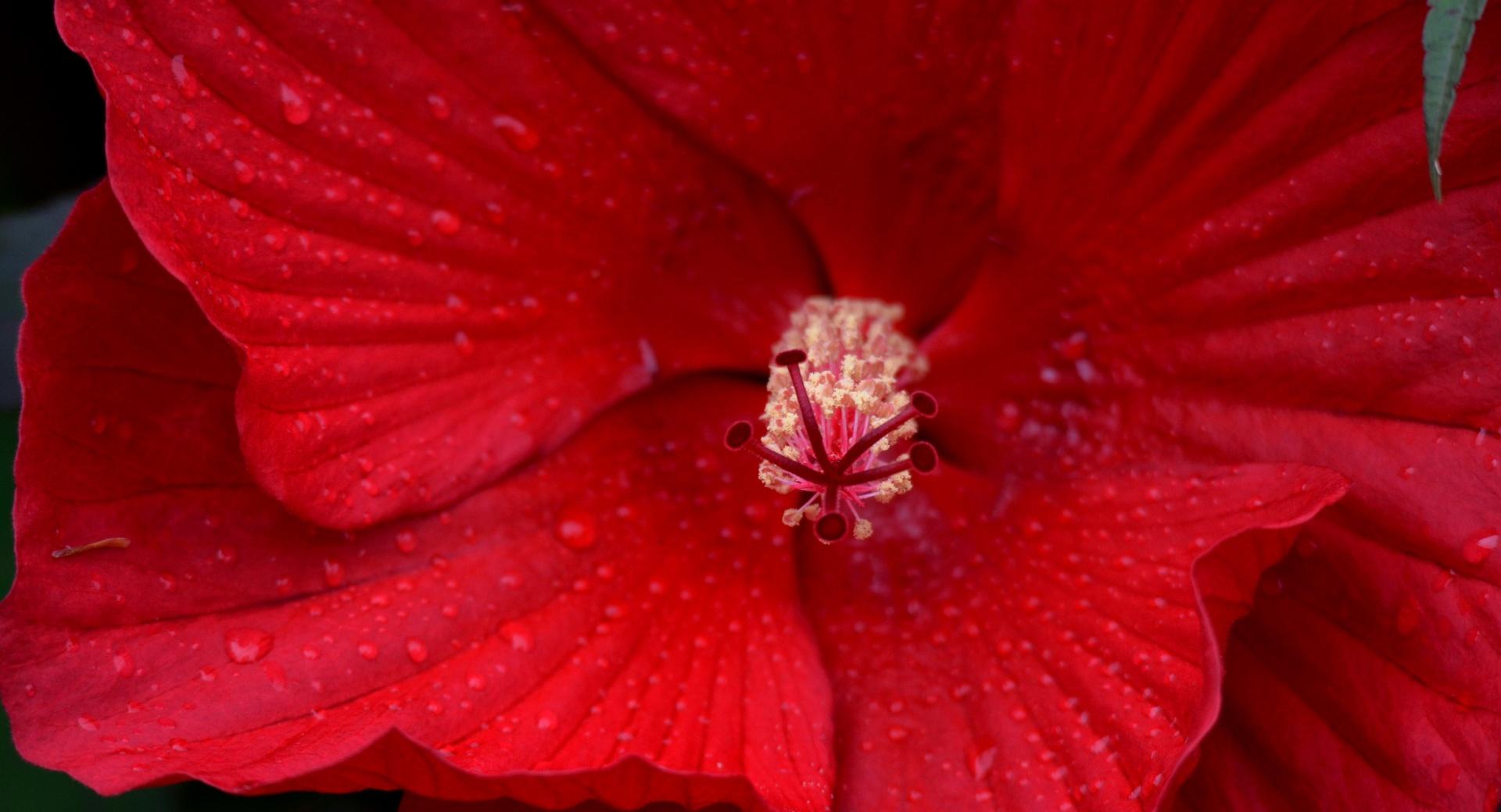 Red Hibiscus Flower Macro wallpapers HD quality