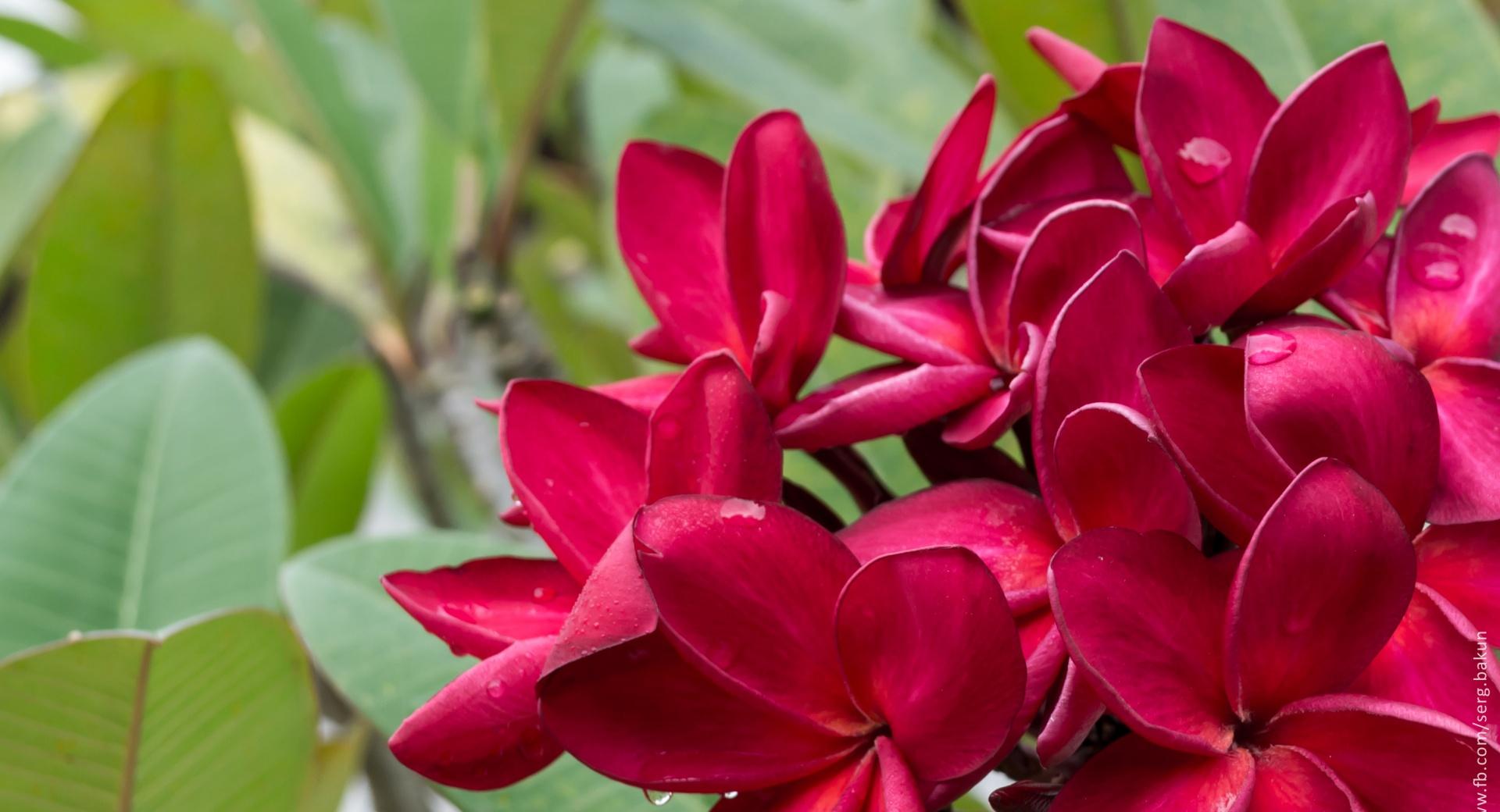 Red Plumeria Flowers wallpapers HD quality