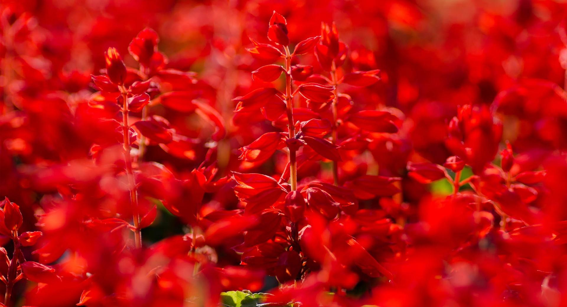 Red Salvia at 640 x 960 iPhone 4 size wallpapers HD quality