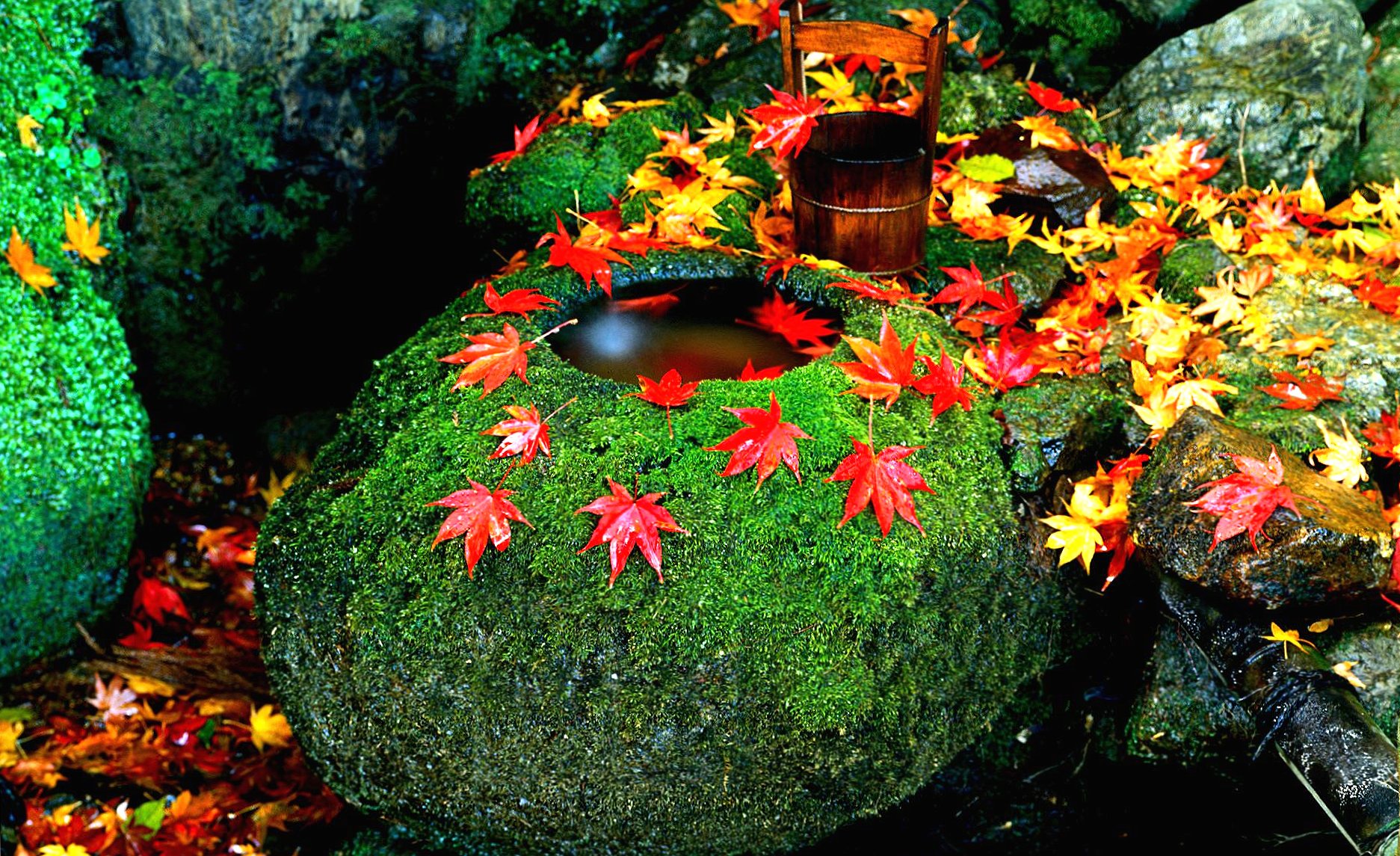 Red yellow leaves in a green stones at 750 x 1334 iPhone 6 size wallpapers HD quality