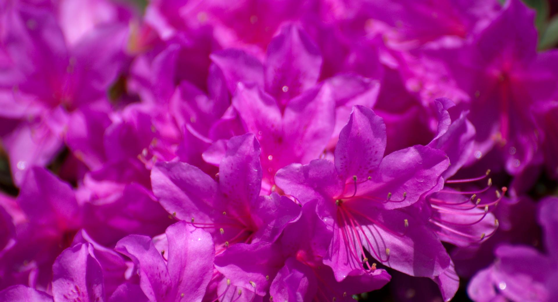 Rhododendron in Japan at 750 x 1334 iPhone 6 size wallpapers HD quality