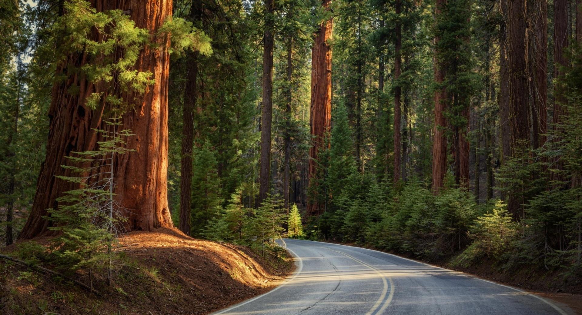 Road In Pine Forest at 1152 x 864 size wallpapers HD quality