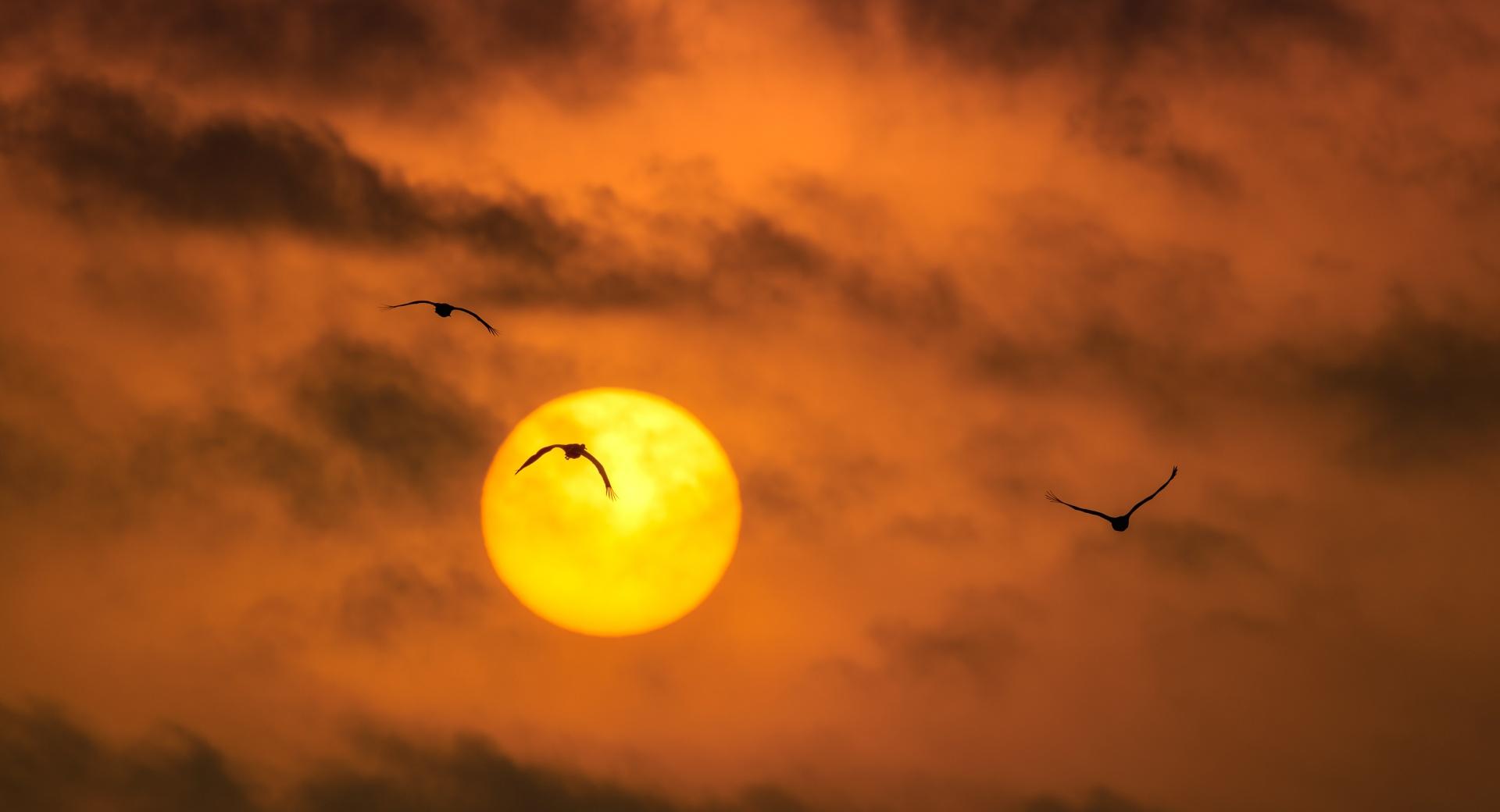 Sandhill Cranes Birds, Sunrise at 2048 x 2048 iPad size wallpapers HD quality