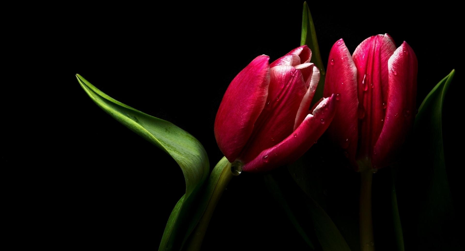 Scarlet Tulip at 750 x 1334 iPhone 6 size wallpapers HD quality