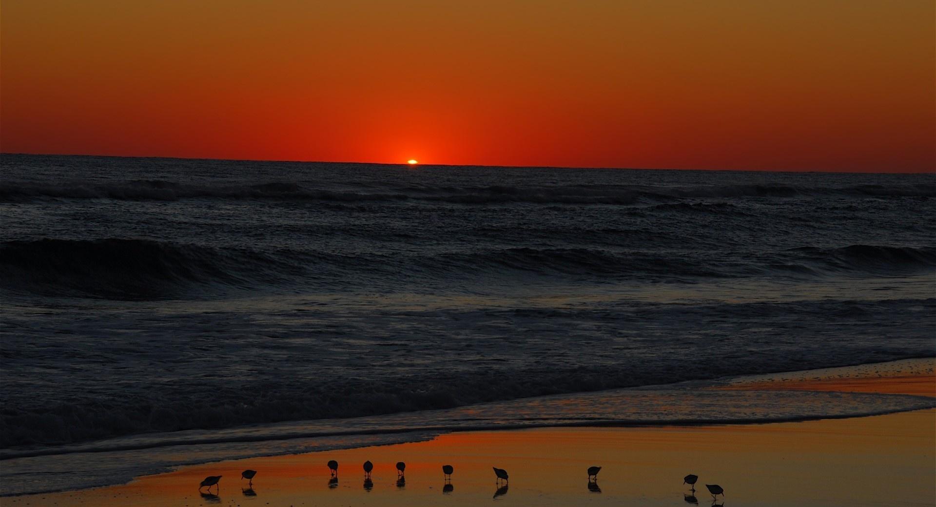 Seagulls On Beach At Sunset at 320 x 480 iPhone size wallpapers HD quality