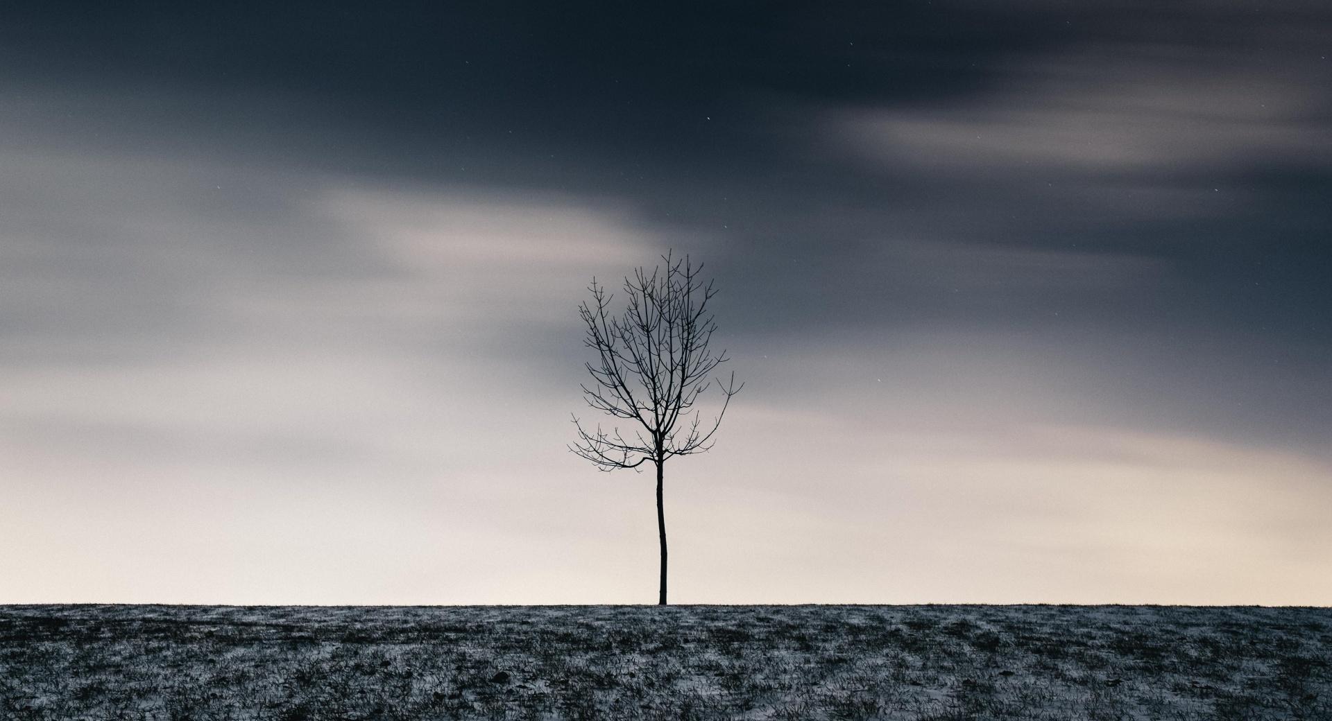 Single Tree, Winter at 1334 x 750 iPhone 7 size wallpapers HD quality