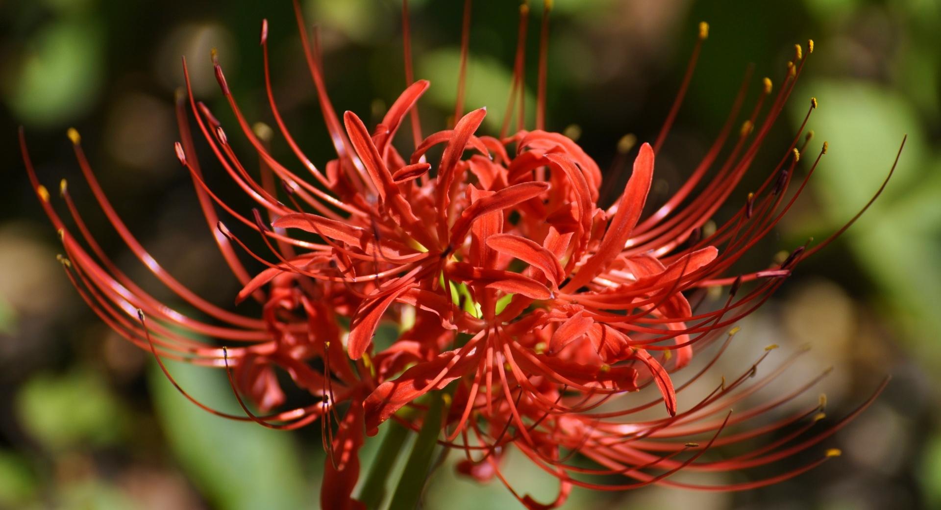 Spider Lily at 1280 x 960 size wallpapers HD quality