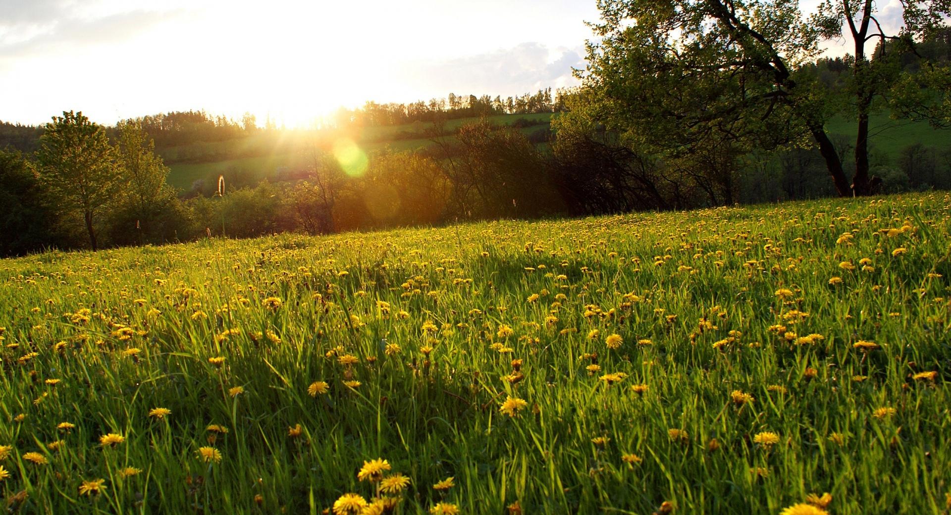 Spring Meadow at 640 x 960 iPhone 4 size wallpapers HD quality