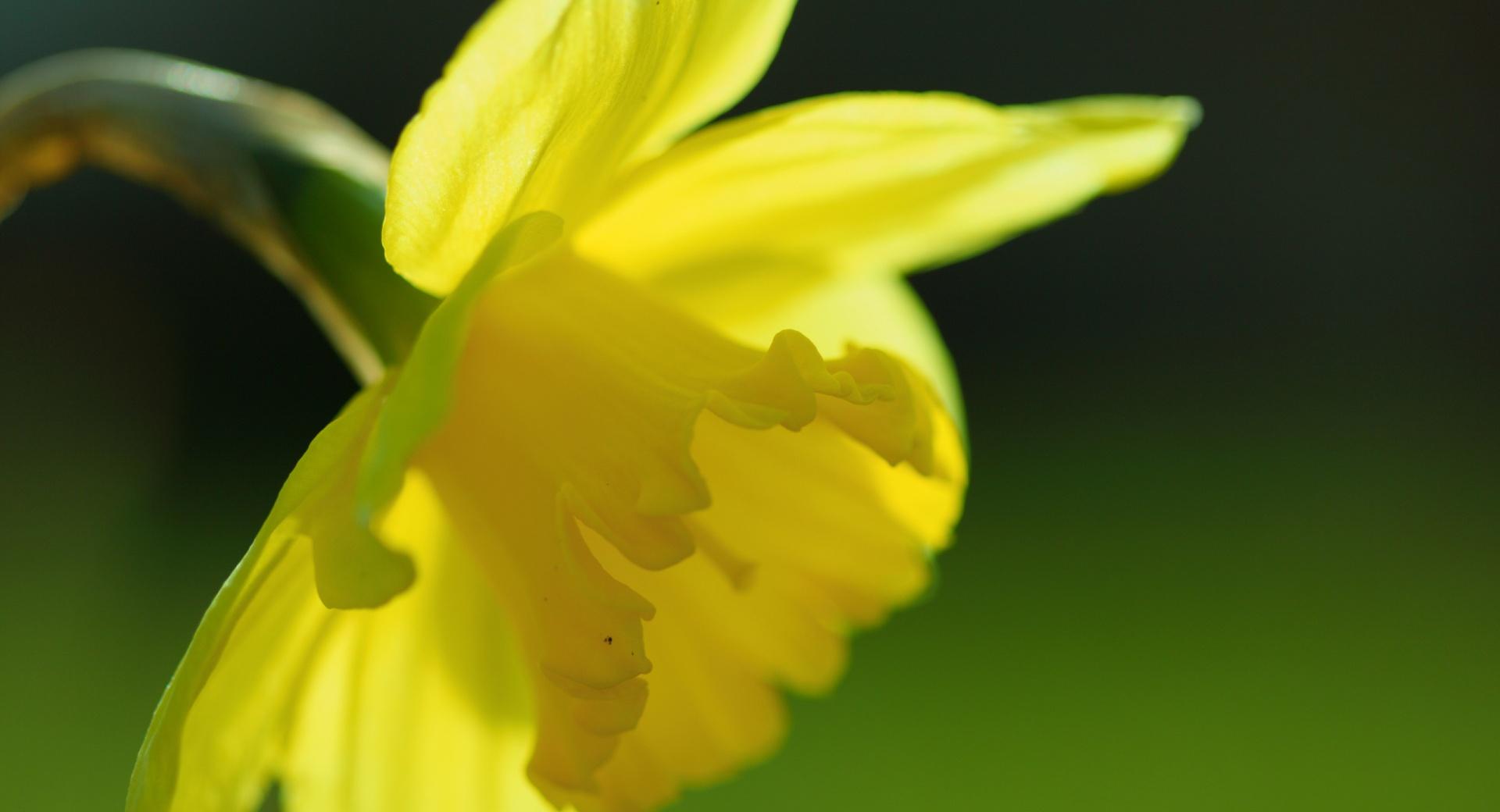 Spring Yellow Daffodil at 2048 x 2048 iPad size wallpapers HD quality