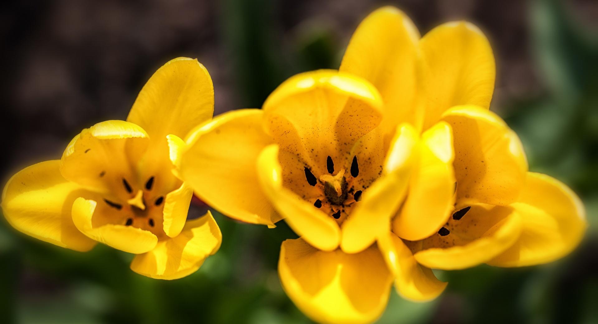 Spring Yellow Tulips Flowers wallpapers HD quality