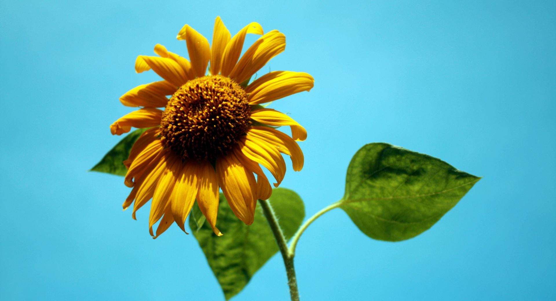 Sunflower Against A Blue Sky at 1152 x 864 size wallpapers HD quality