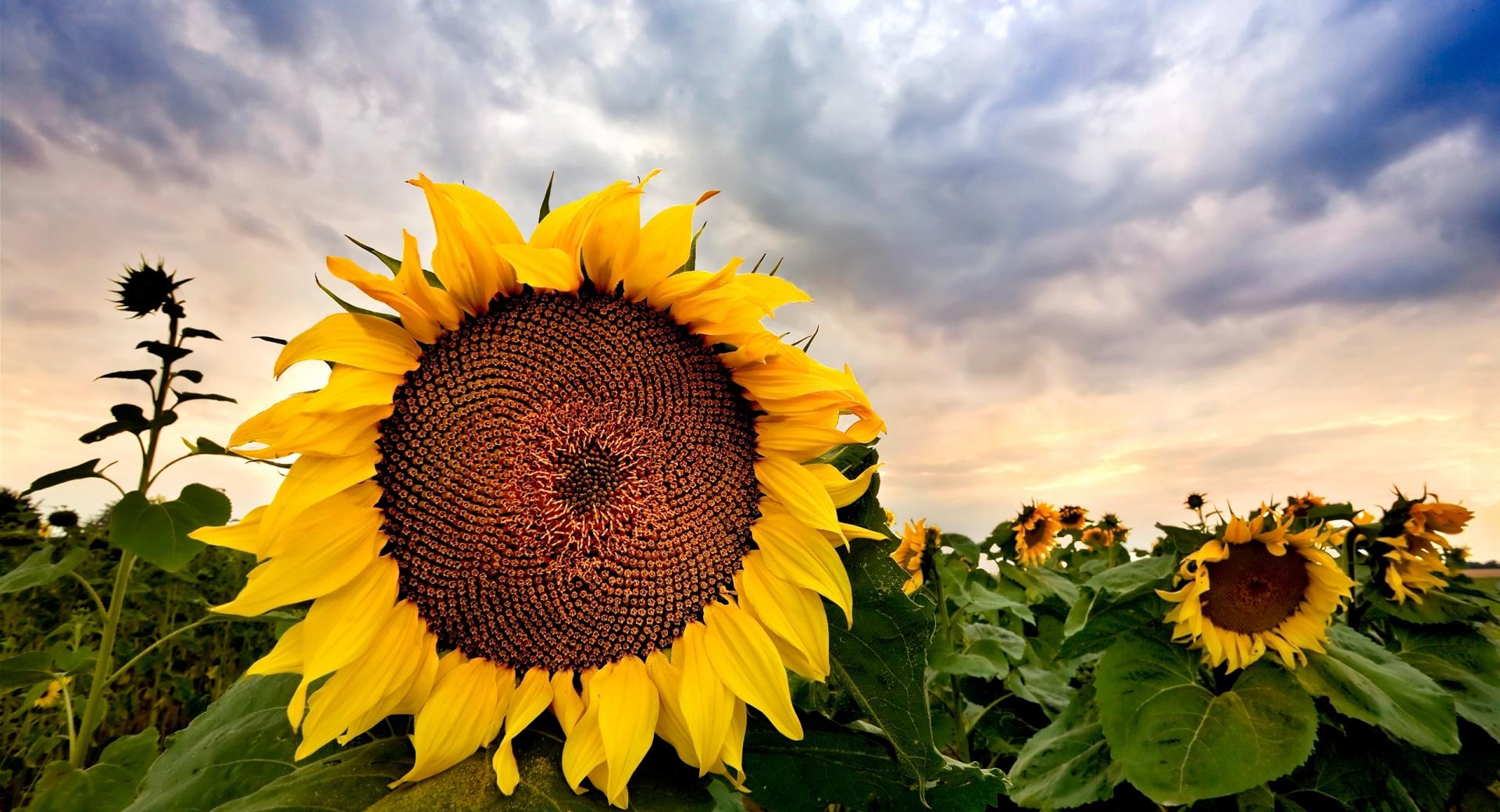 Sunflower Close up HDR at 1600 x 1200 size wallpapers HD quality