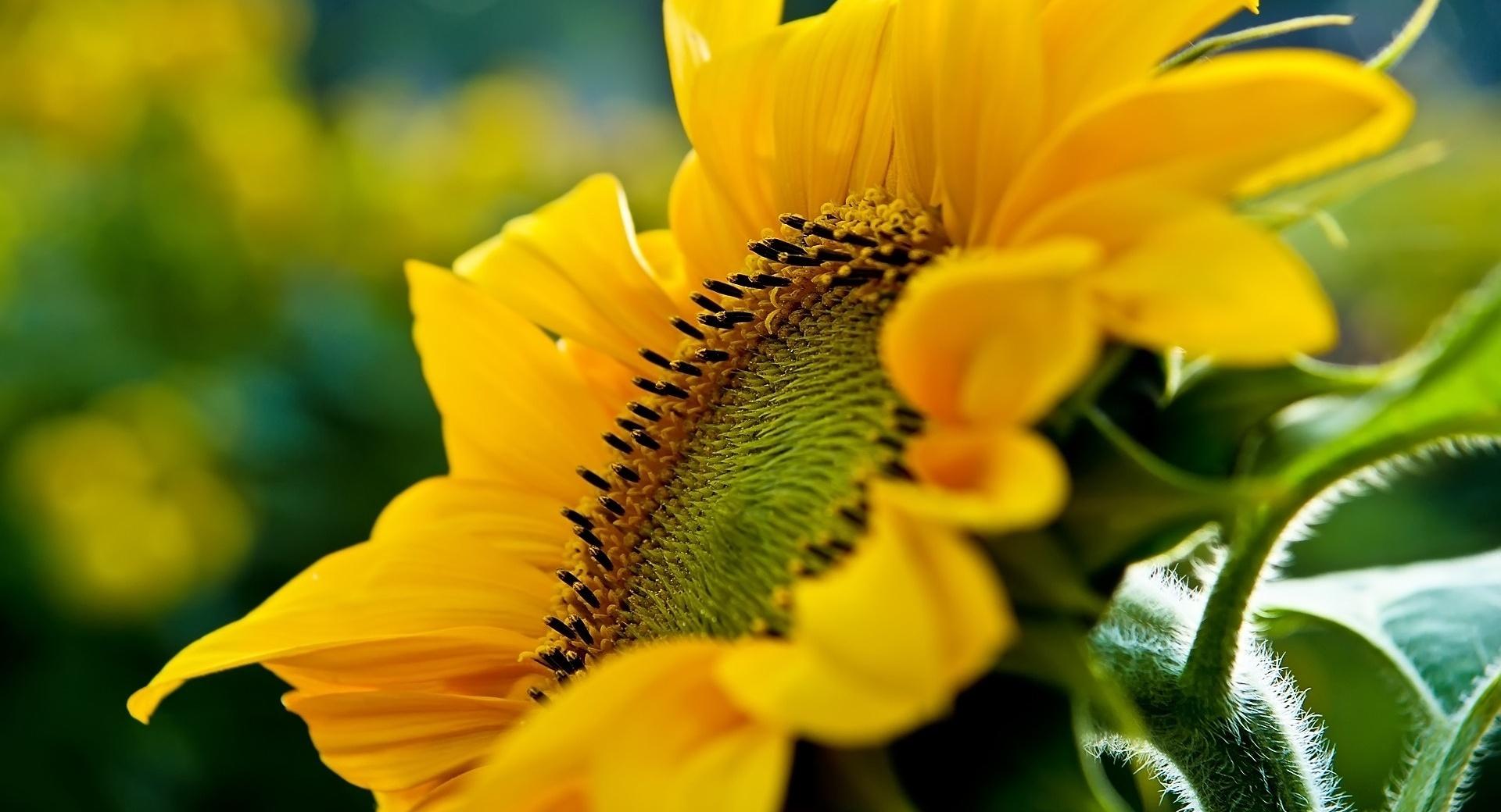 Sunflower Macro at 1024 x 1024 iPad size wallpapers HD quality
