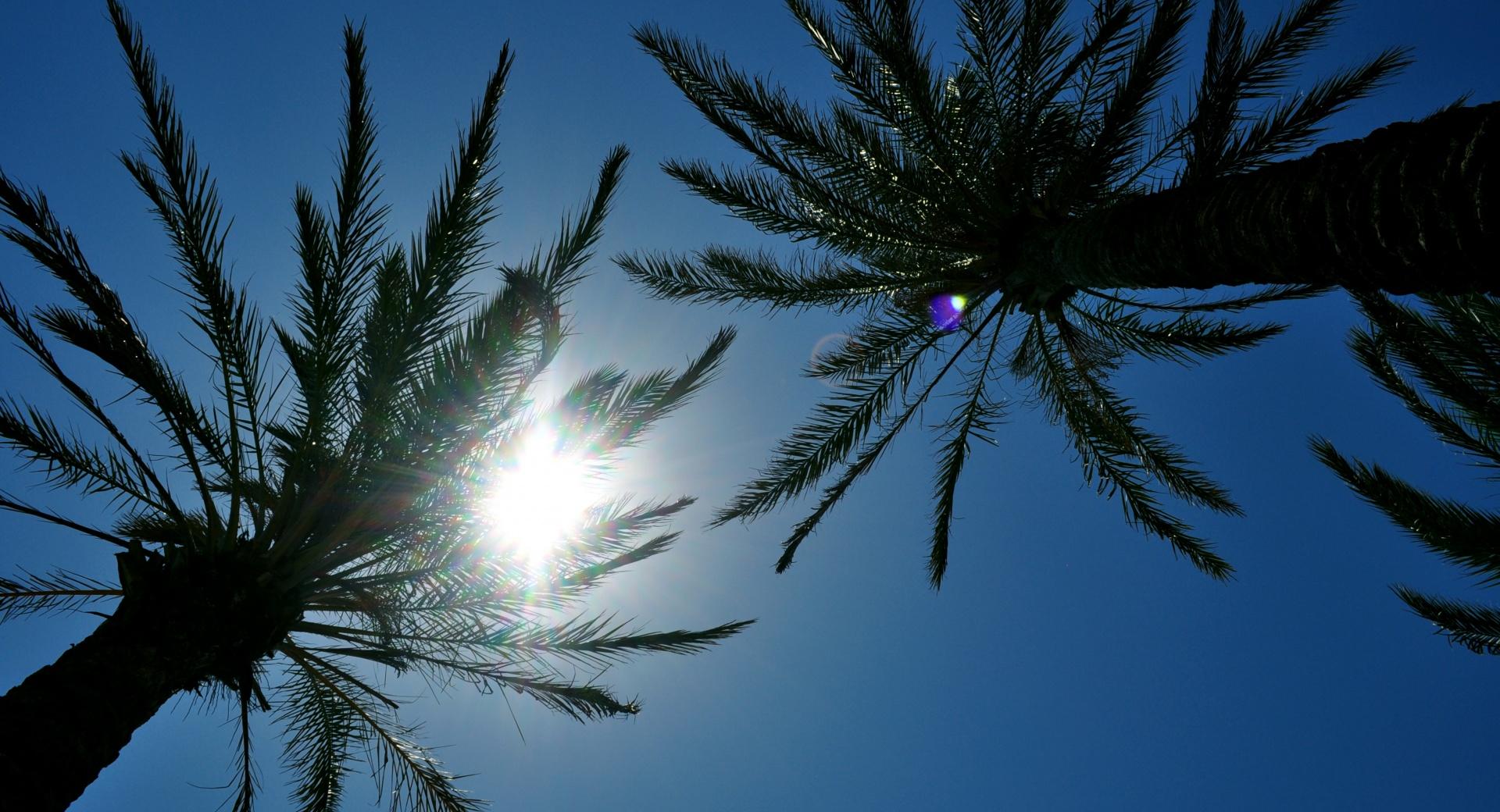 Sunlight Through Palm Trees wallpapers HD quality