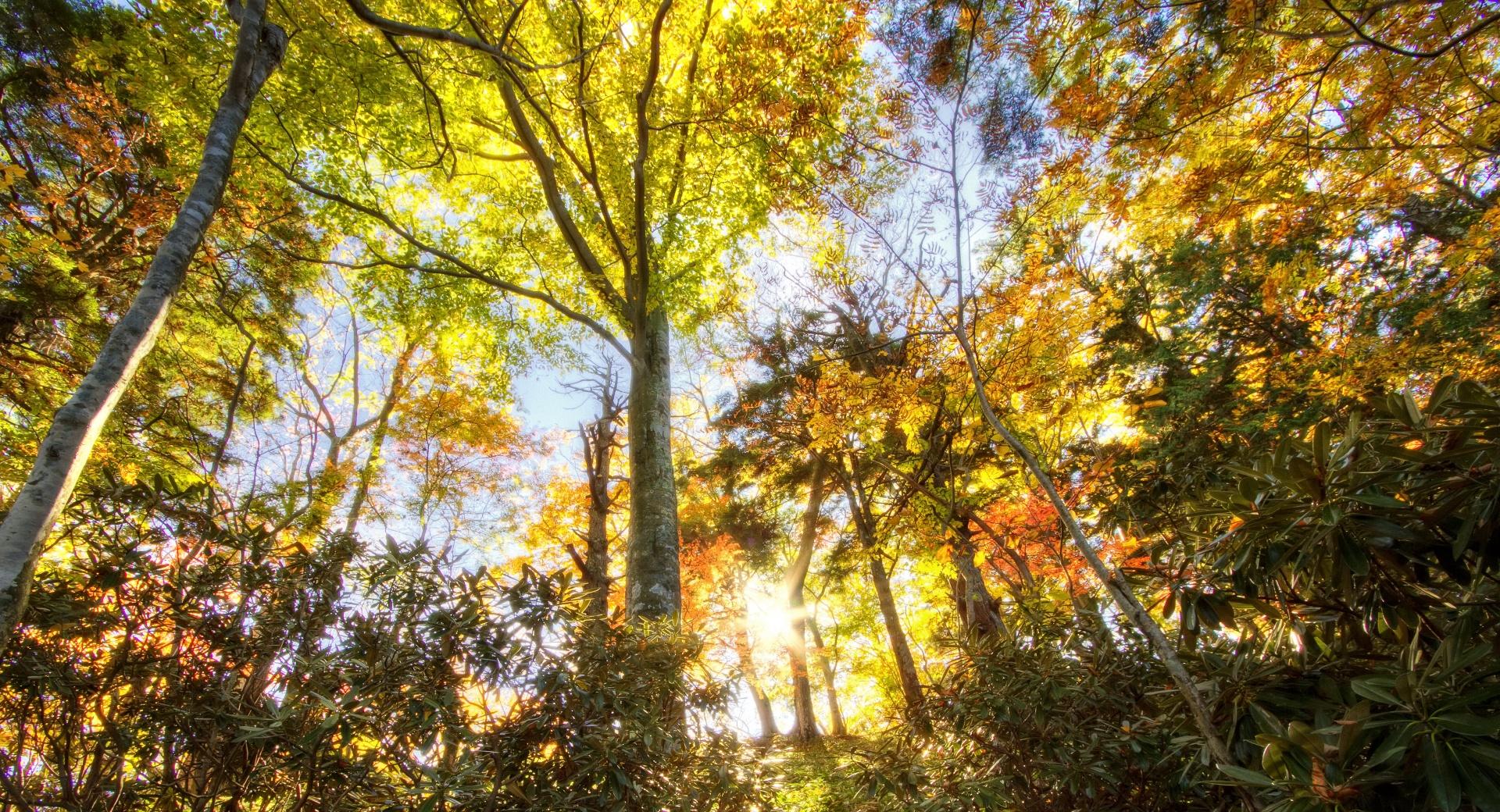Sunlight Through Trees wallpapers HD quality