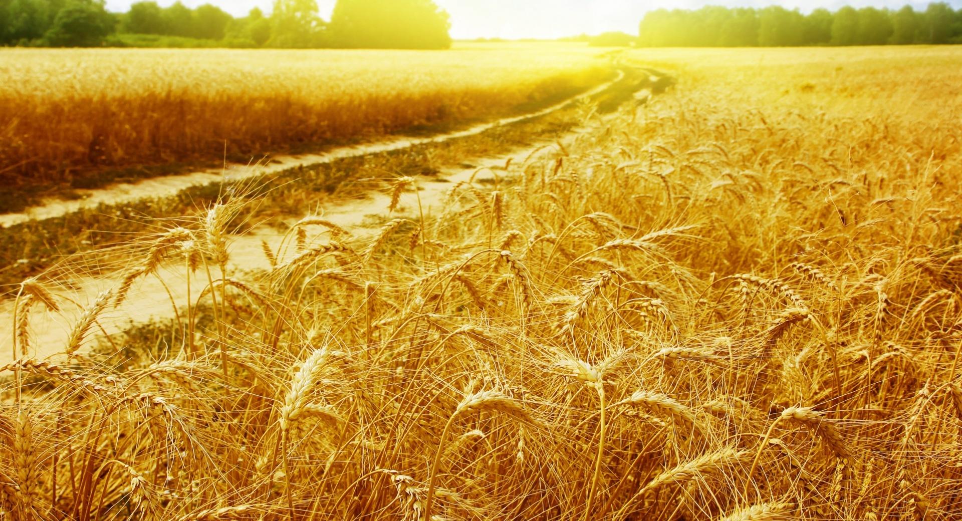 Sunny Field wallpapers HD quality