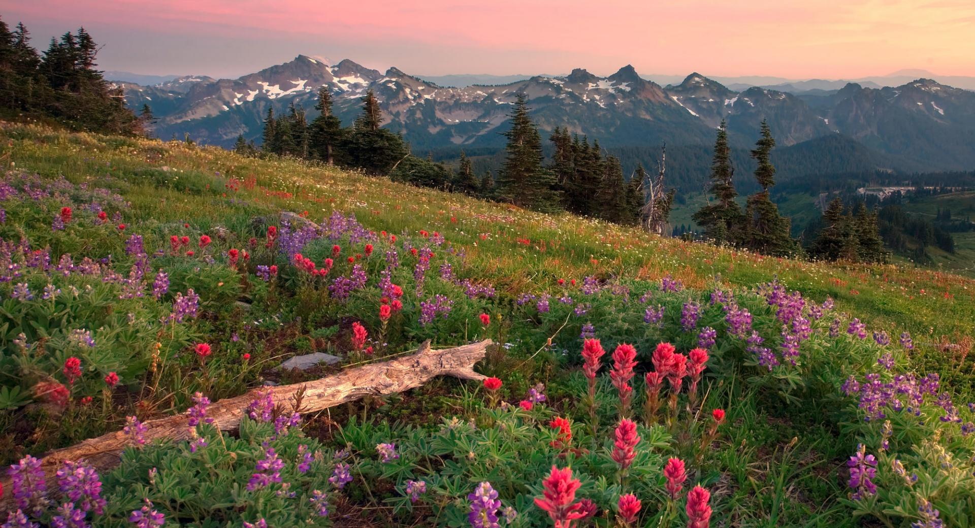 Tatoosh Range Mount Rainier Washington at 1334 x 750 iPhone 7 size wallpapers HD quality
