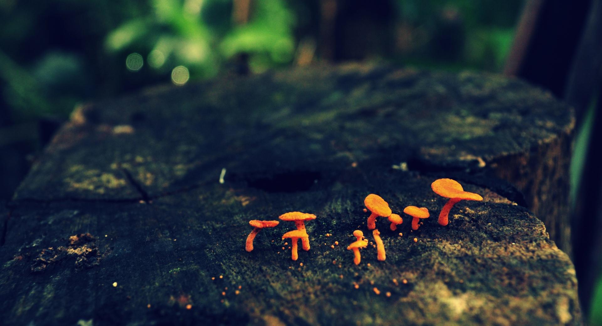 Tiny Mushrooms at 320 x 480 iPhone size wallpapers HD quality