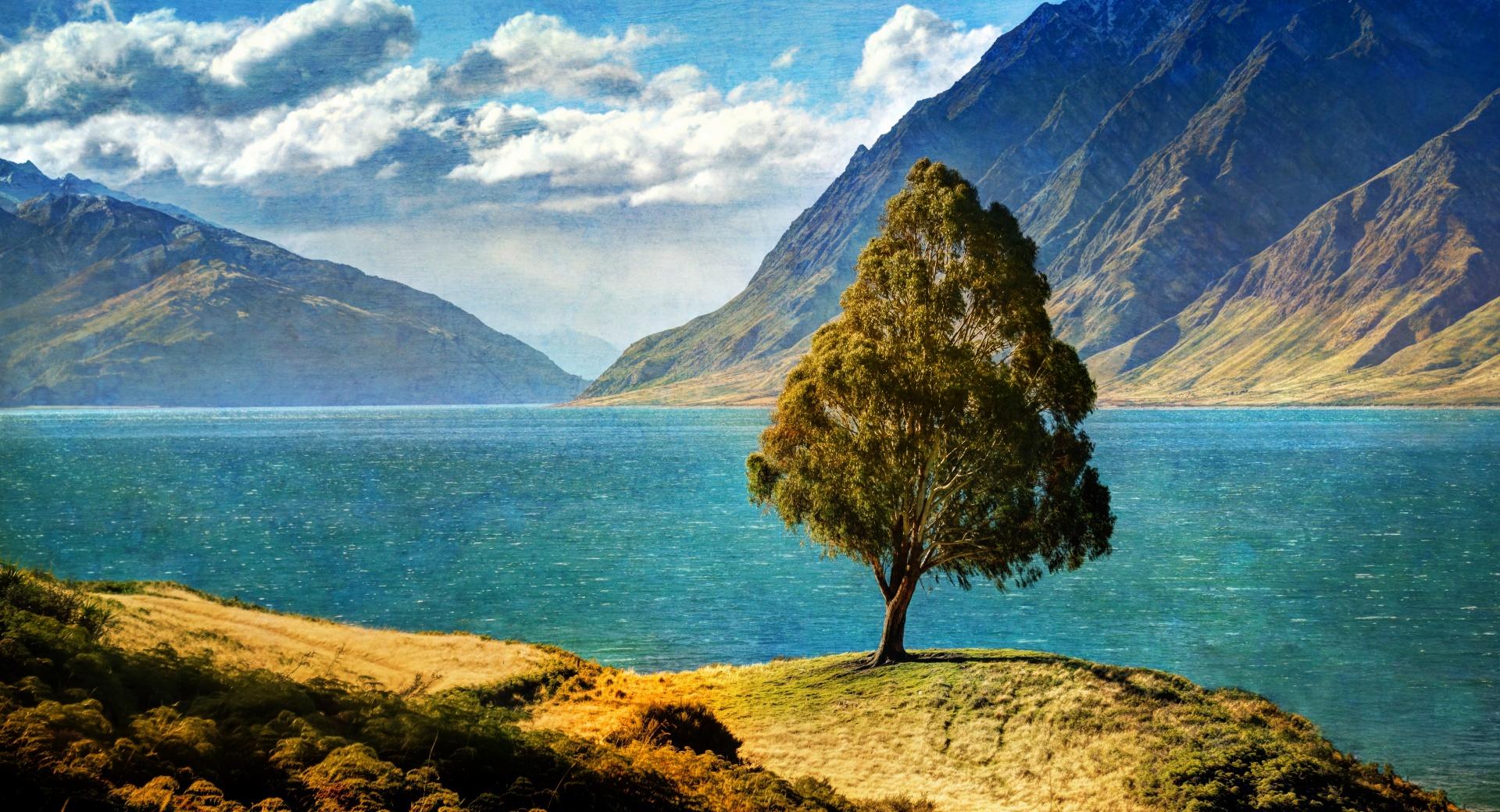 Tree By The Lake wallpapers HD quality