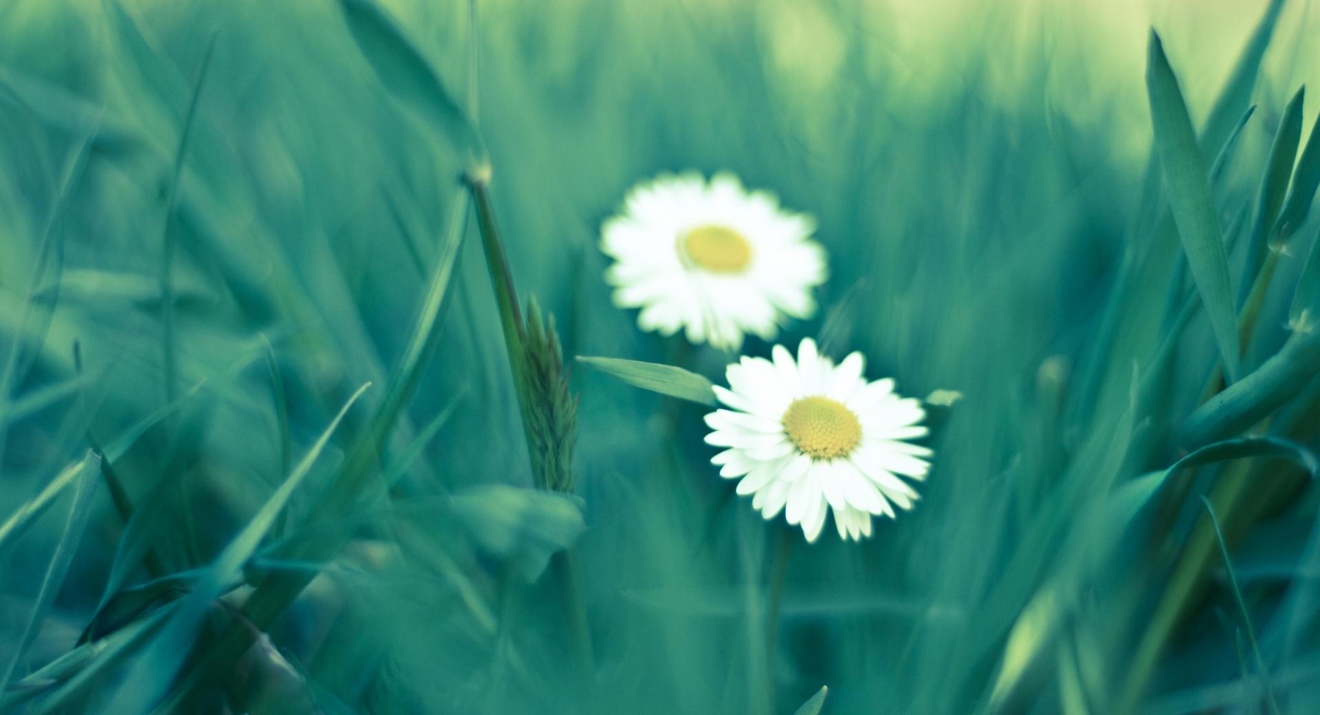 Two Daisies at 750 x 1334 iPhone 6 size wallpapers HD quality