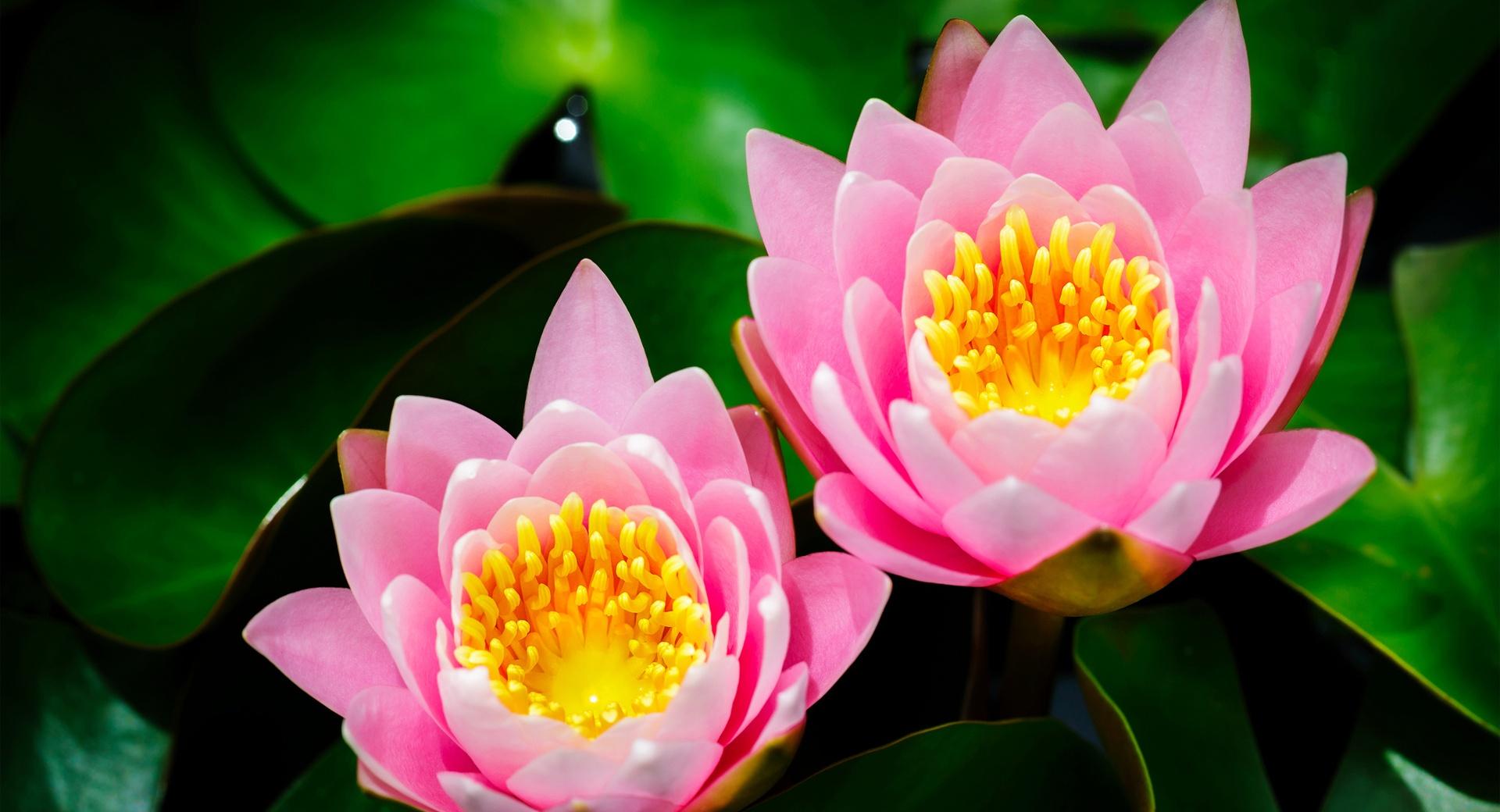 Two Pink Water Lilies at 640 x 1136 iPhone 5 size wallpapers HD quality