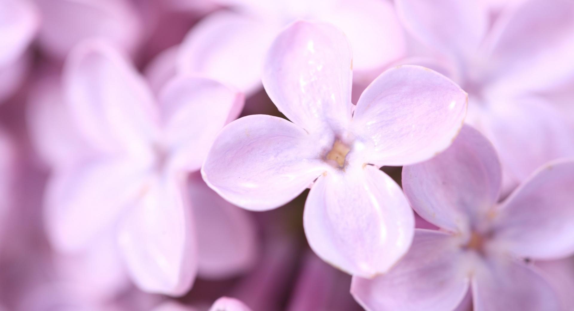 Violet Lilac Flowers at 1600 x 1200 size wallpapers HD quality
