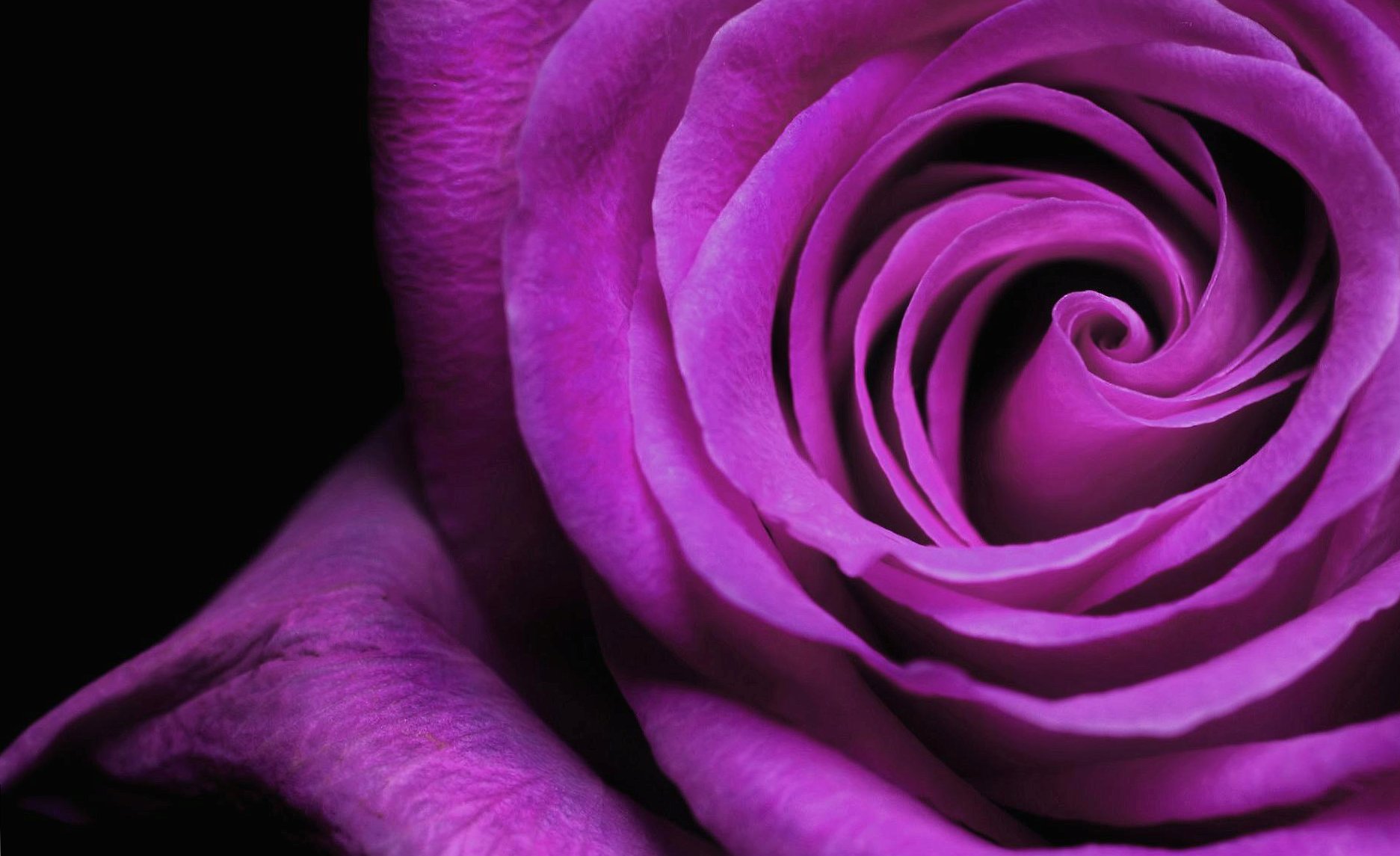 Violet rose macro wallpapers HD quality
