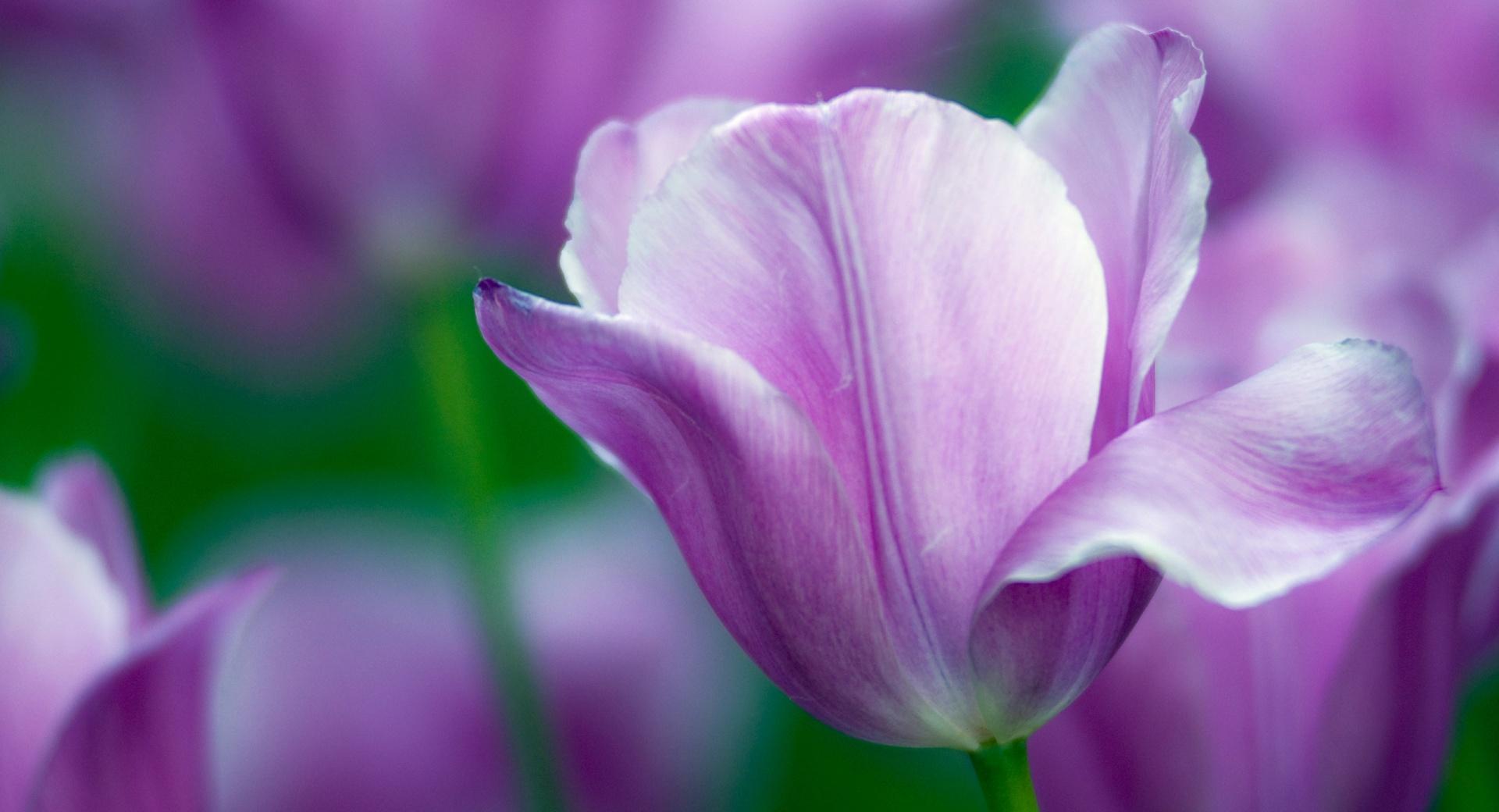 Violet Tulip at 750 x 1334 iPhone 6 size wallpapers HD quality