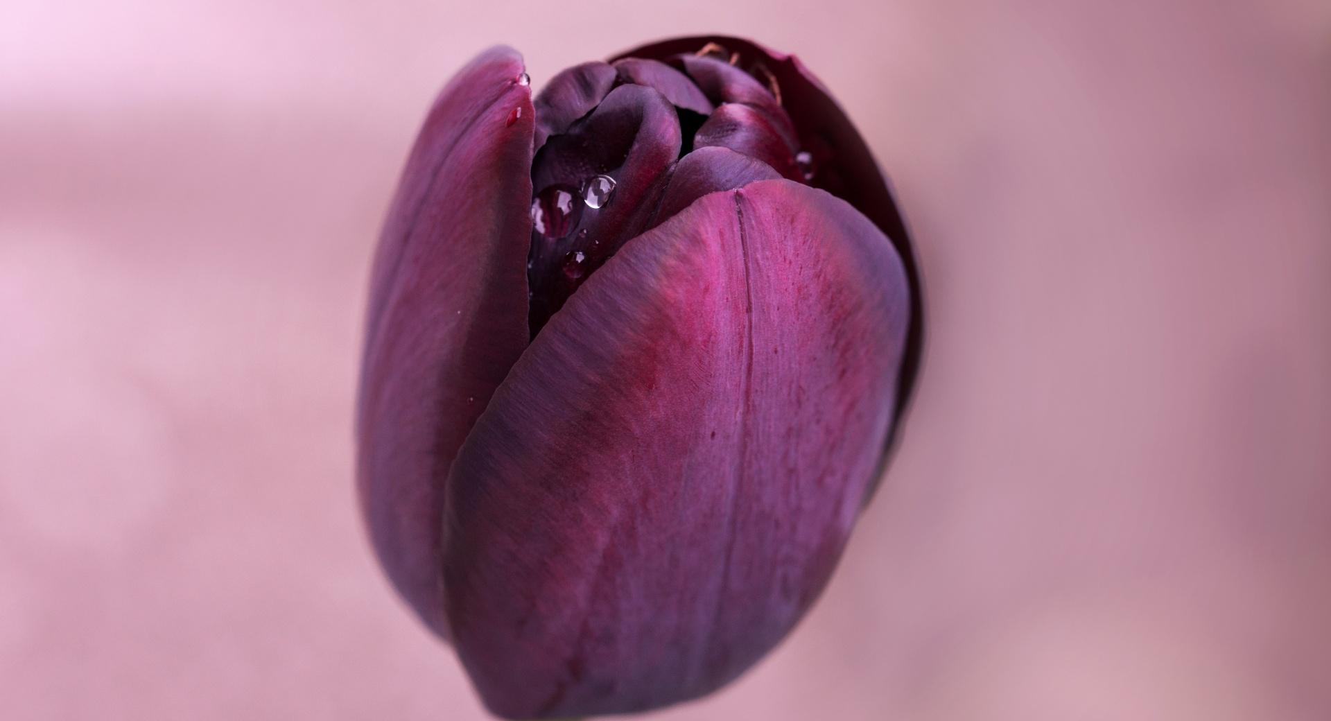 Water Drops On A Burgundy Tulip at 640 x 960 iPhone 4 size wallpapers HD quality