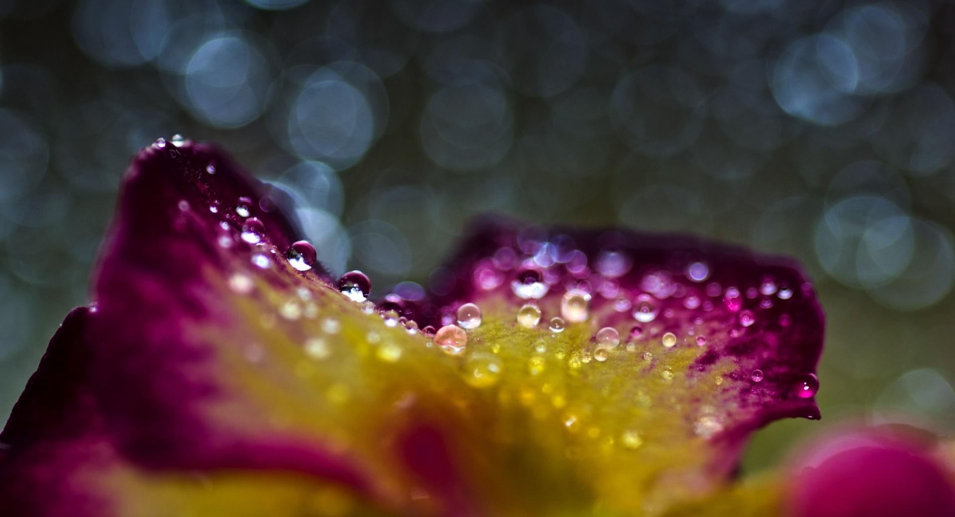 Water Drops On A Flower wallpapers HD quality