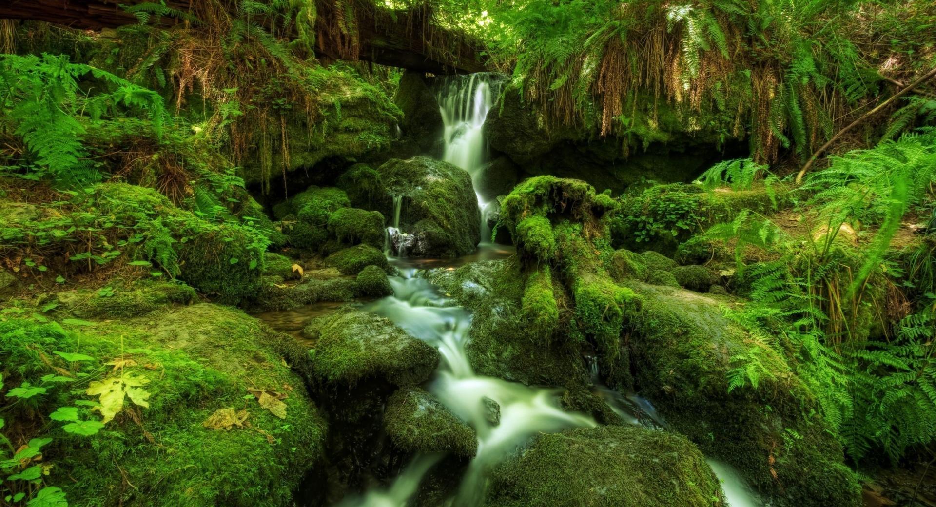 Waterfall Ferns Moss wallpapers HD quality