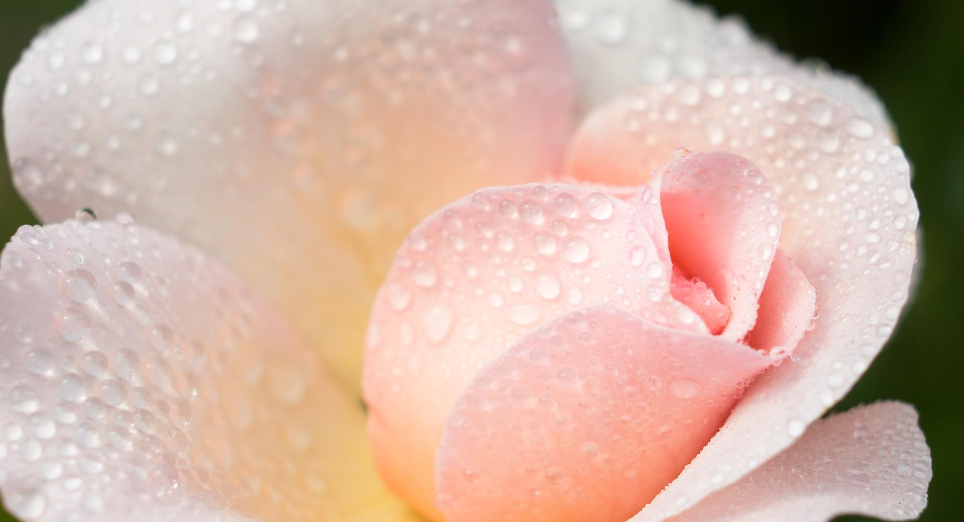 Wet Light Pink Rose at 1024 x 1024 iPad size wallpapers HD quality