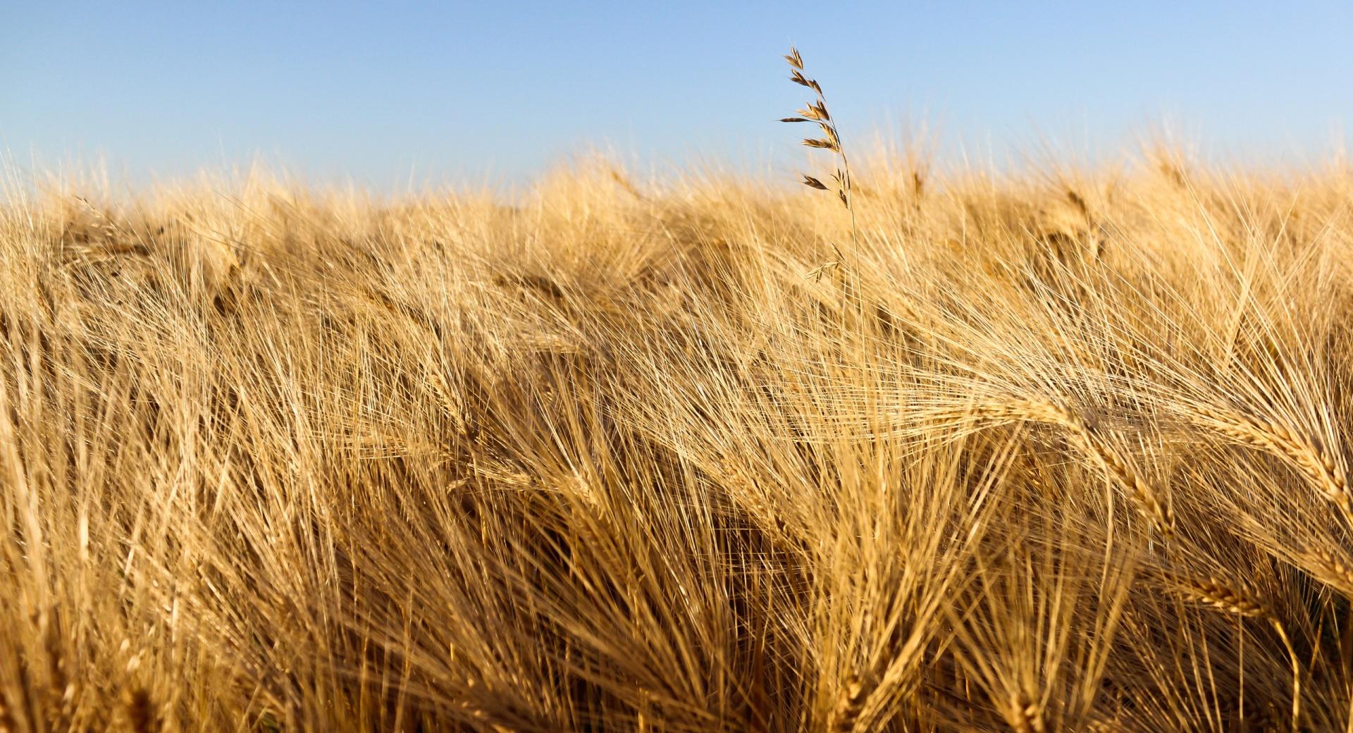 Wheat Field Ready For Harvesting Under Blue Sky wallpapers HD quality