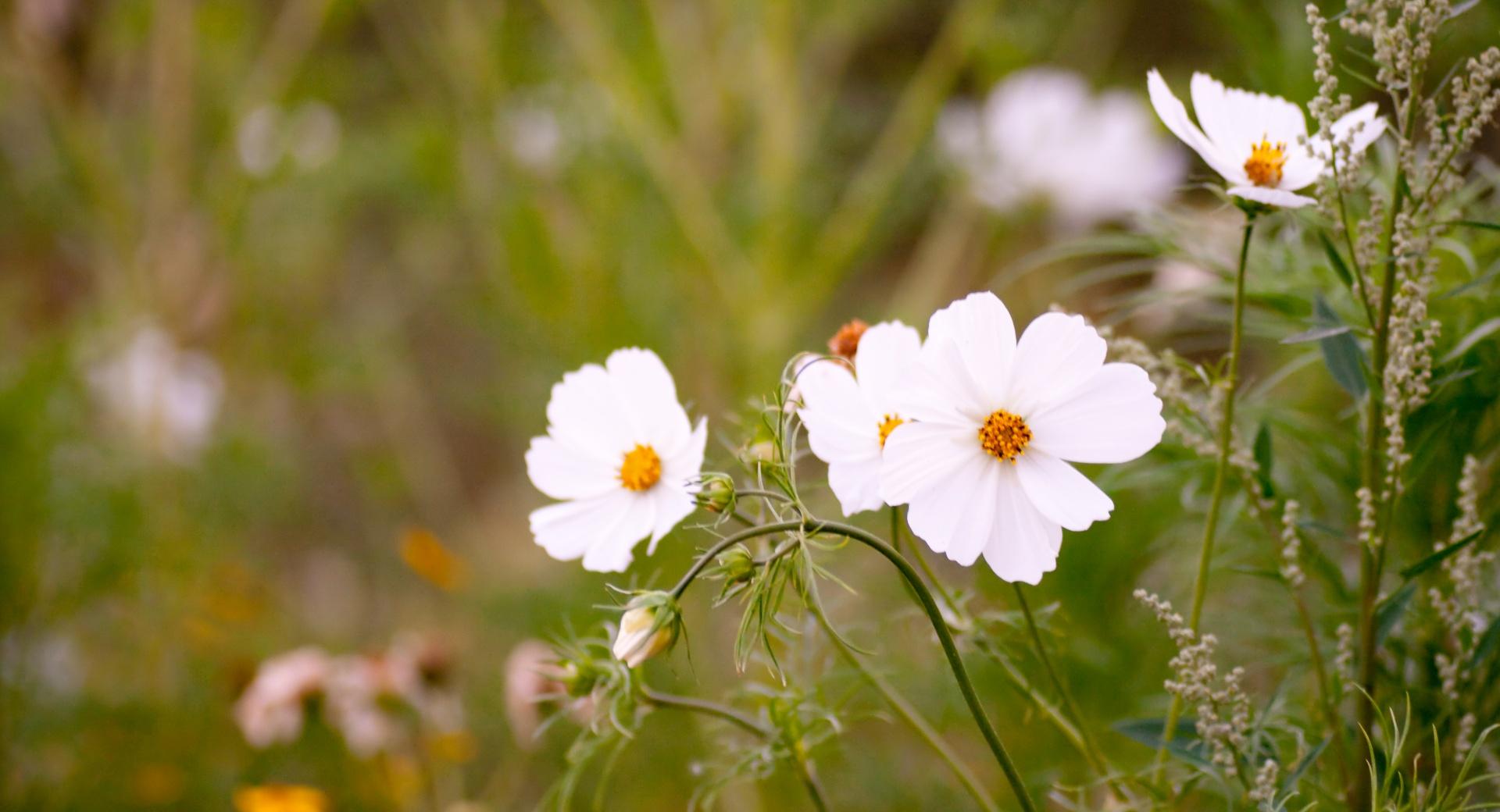 White Cosmos Flowers at 640 x 960 iPhone 4 size wallpapers HD quality