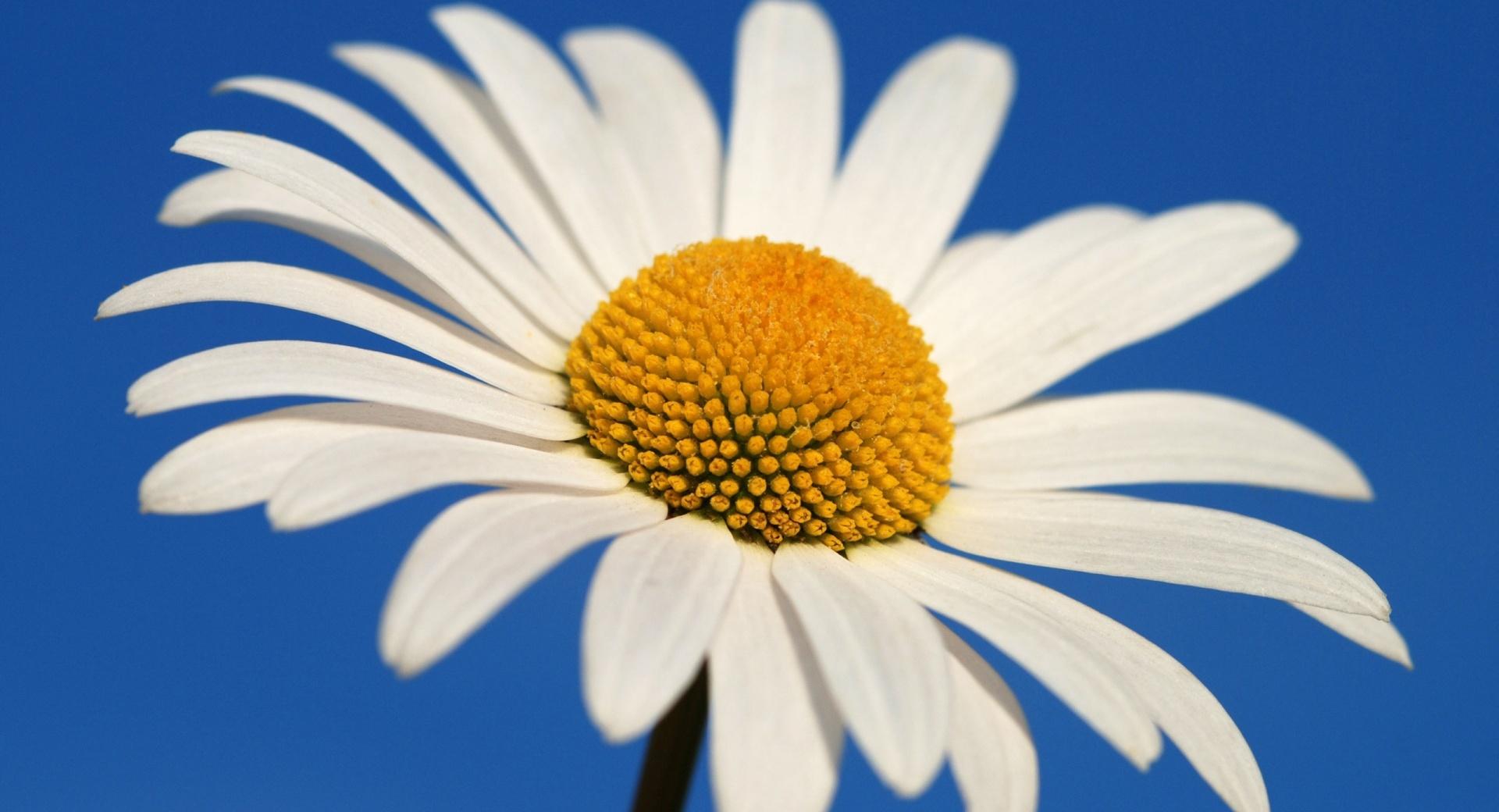 White Daisy Against A Blue Sky at 750 x 1334 iPhone 6 size wallpapers HD quality