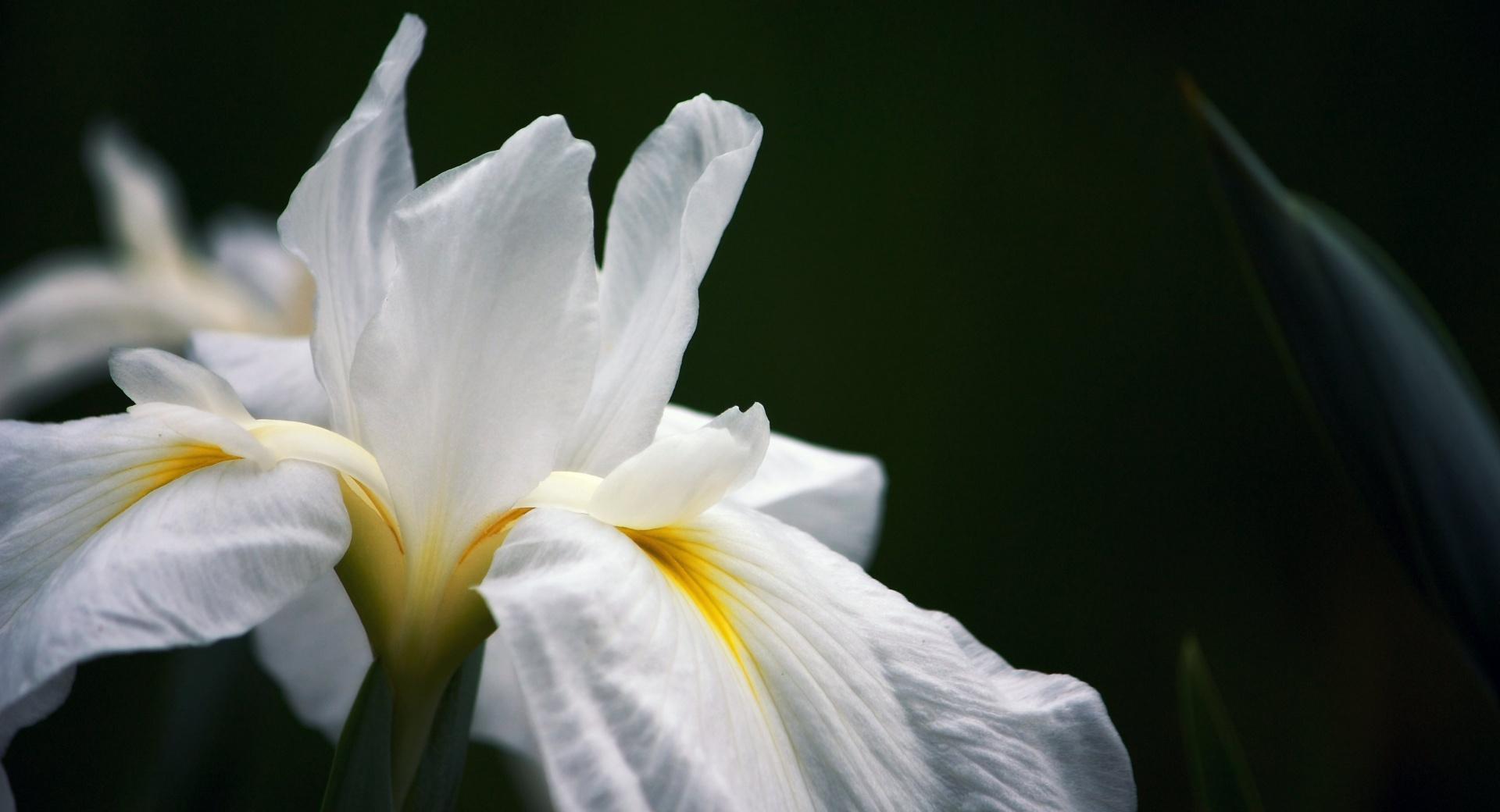 White Iris at 640 x 960 iPhone 4 size wallpapers HD quality