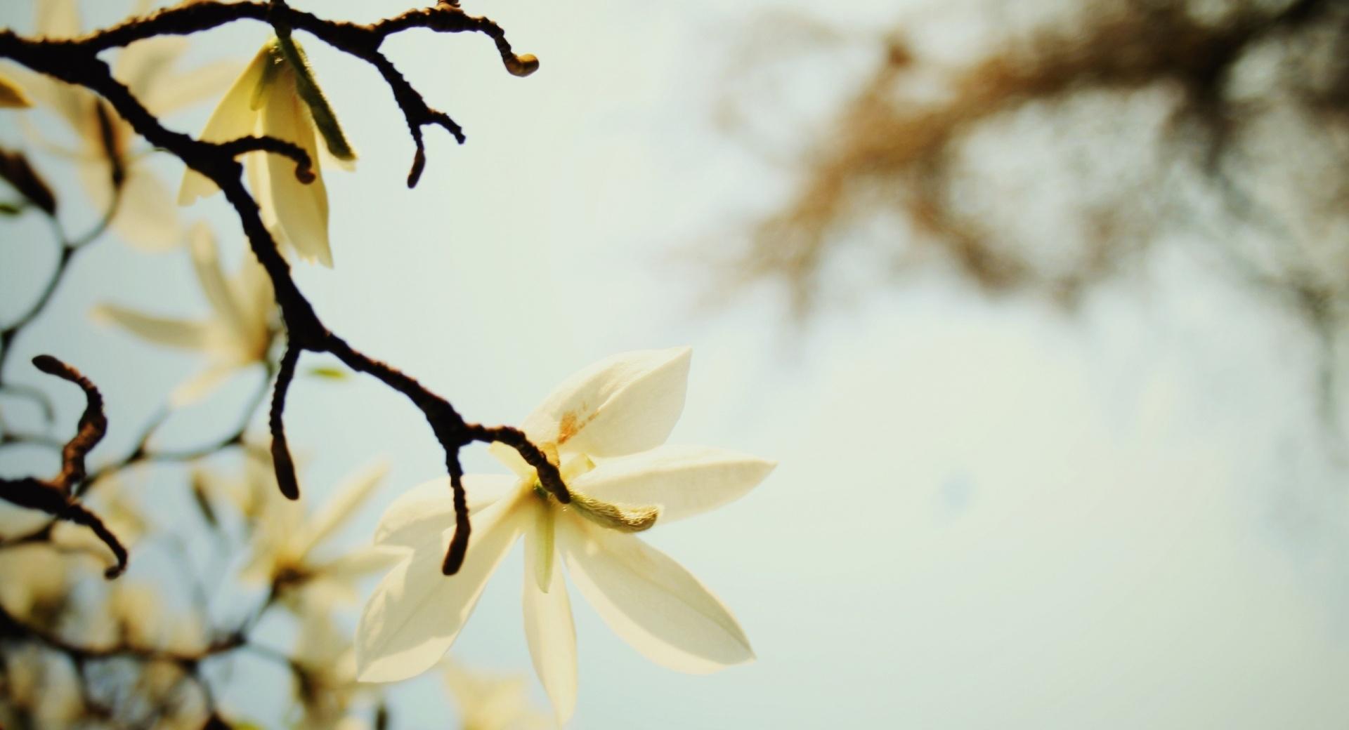 White Magnolia at 640 x 960 iPhone 4 size wallpapers HD quality
