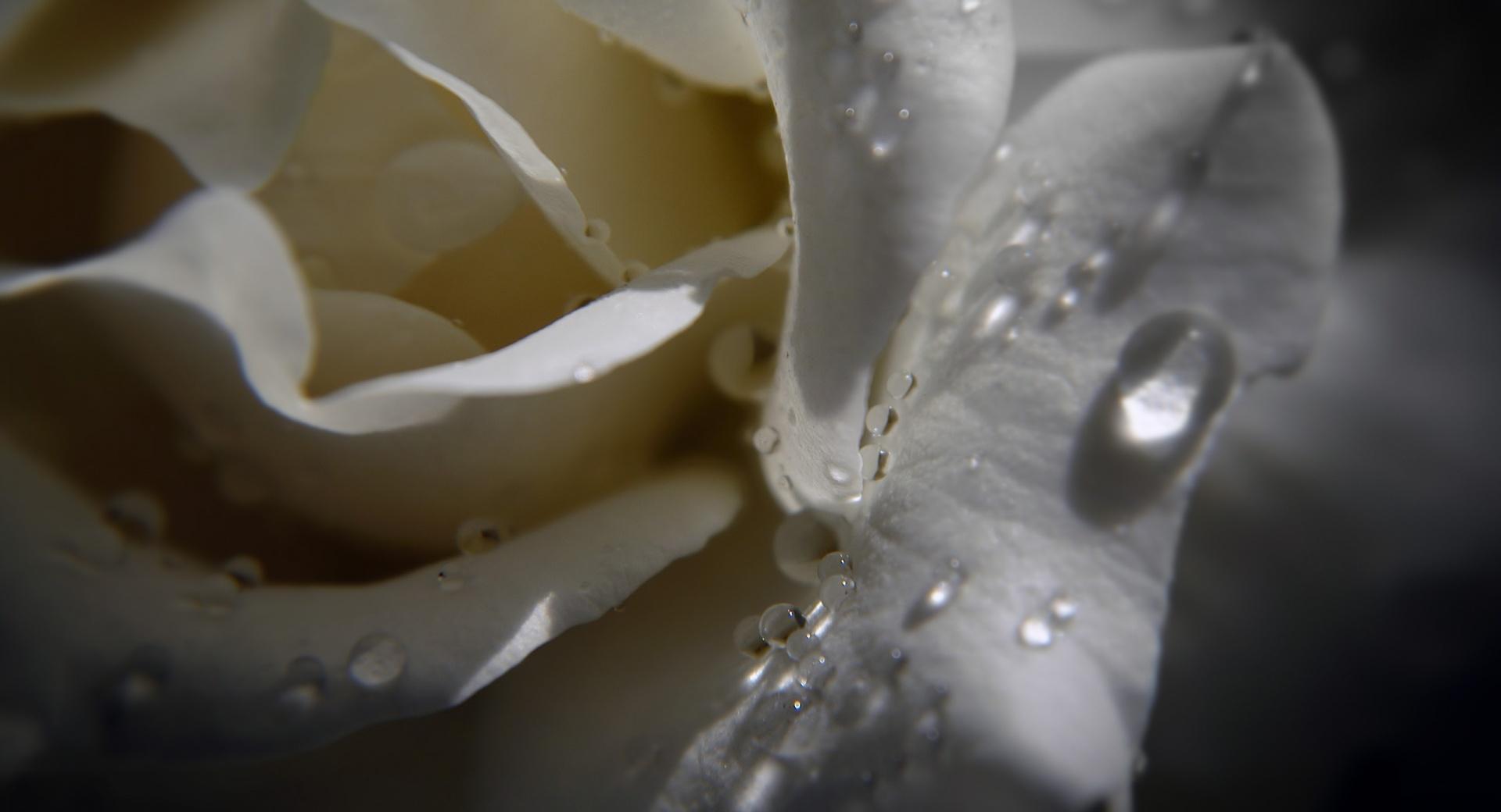 White Rose With Water Drops wallpapers HD quality