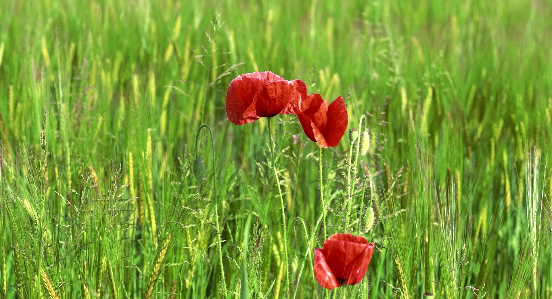 Wild Poppy Flowers In Wheat Field at 1280 x 960 size wallpapers HD quality