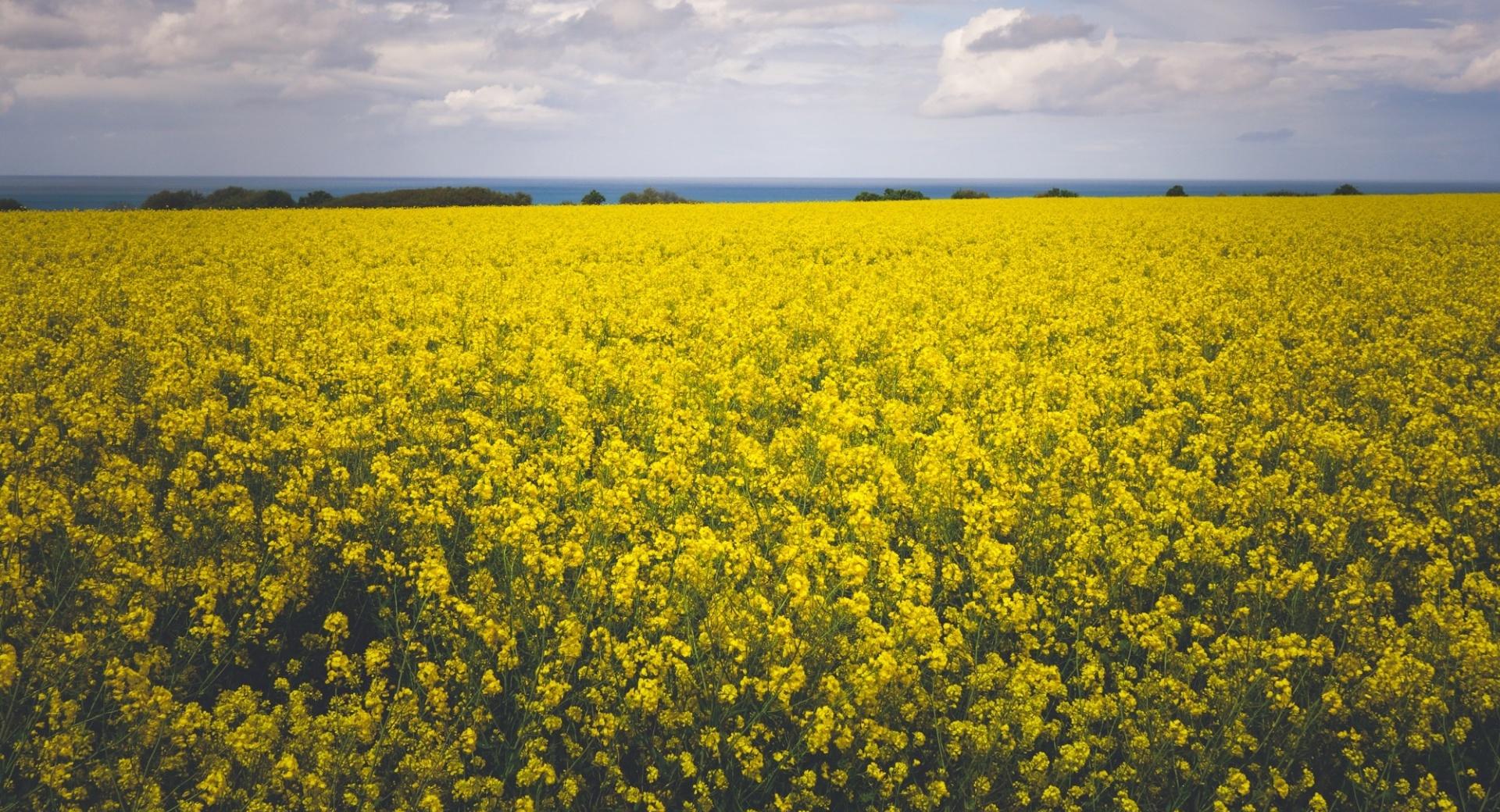 Yellow Canola Field wallpapers HD quality