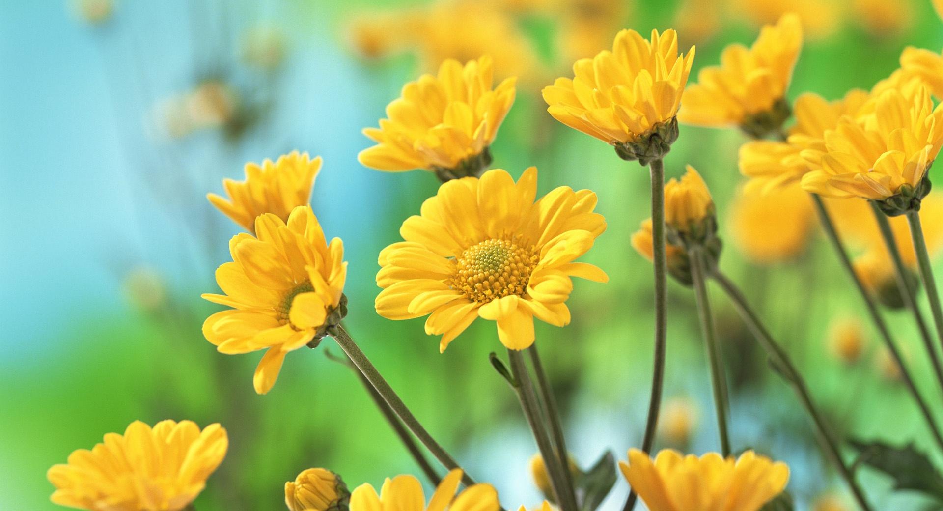 Yellow Chrysanthemums at 1280 x 960 size wallpapers HD quality